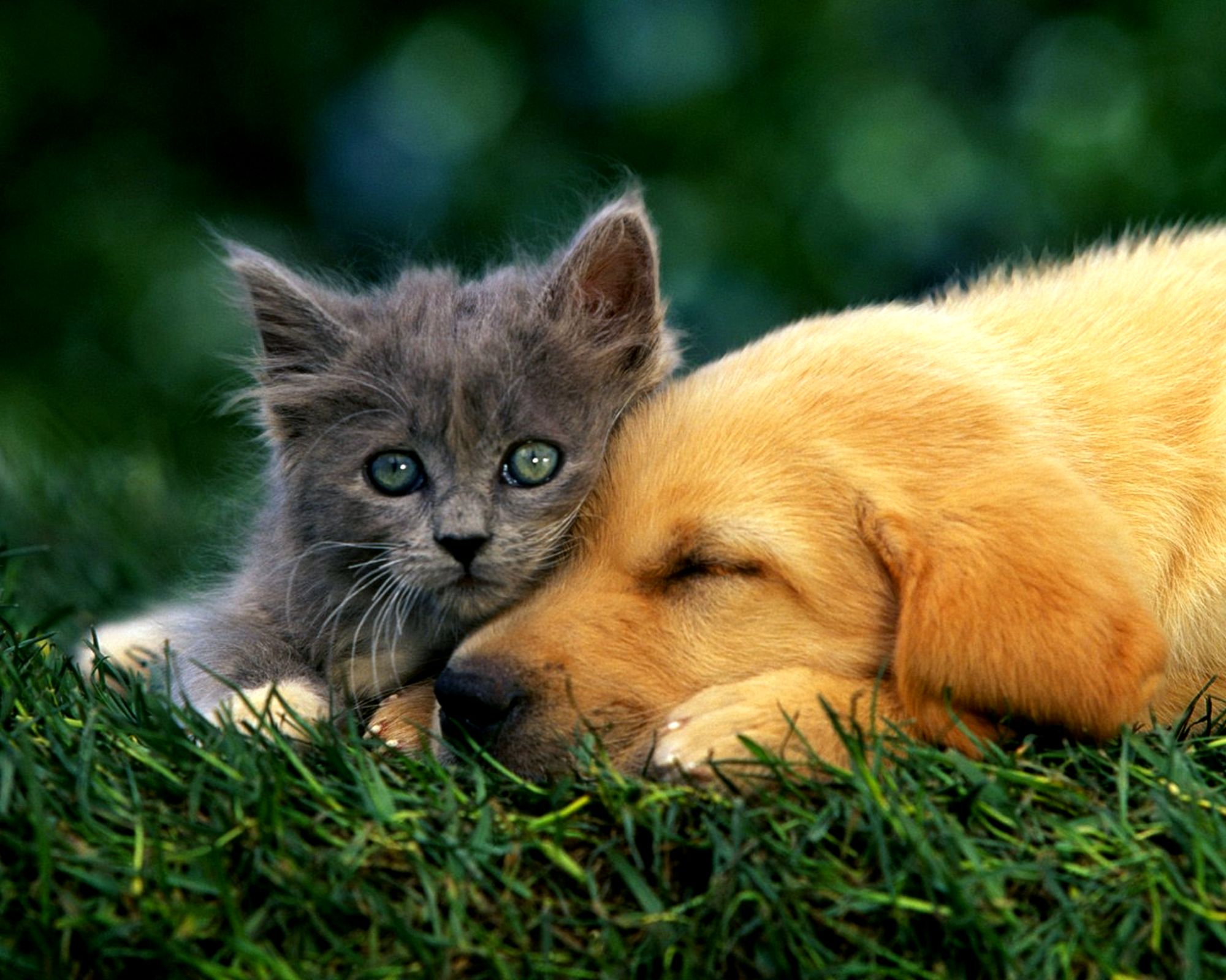 580594 descargar imagen gatito, animales, perro y gato, gato, lindo, perro, hierba, parejas, cachorro: fondos de pantalla y protectores de pantalla gratis