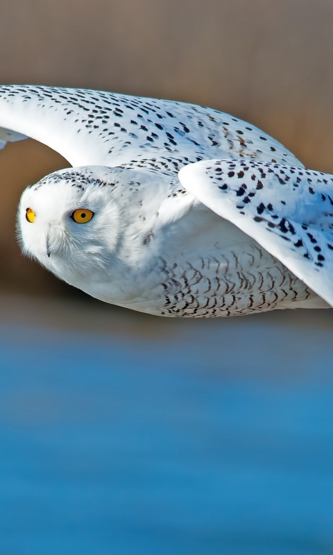 無料モバイル壁紙動物, 鳥, シロフクロウをダウンロードします。