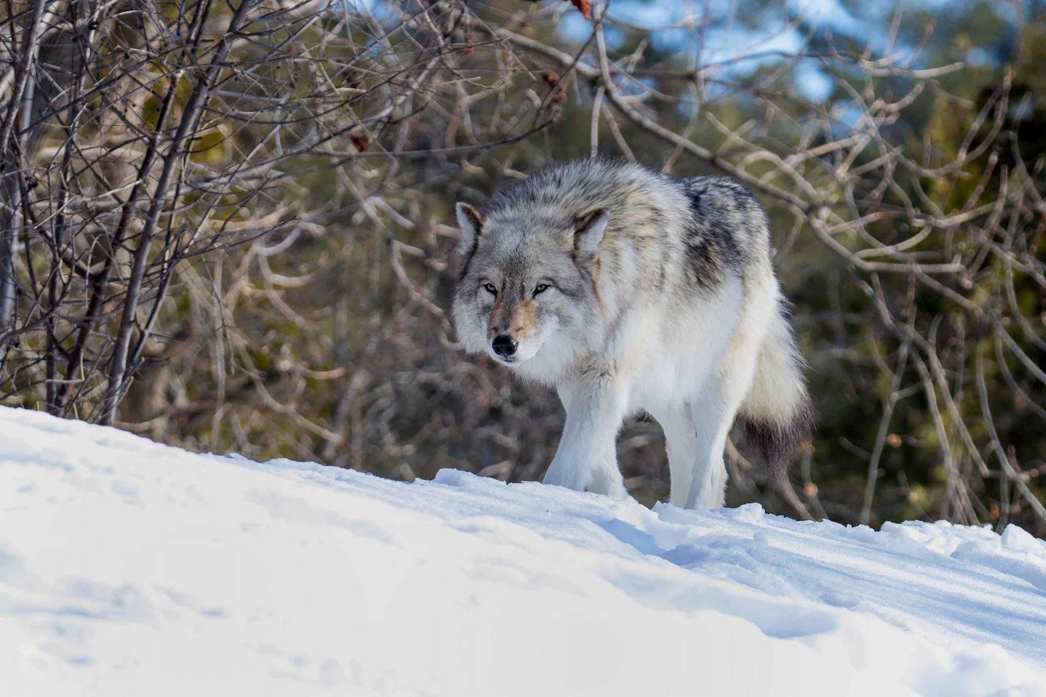 PCデスクトップに動物, オオカミ, 冬, 雪, 狼画像を無料でダウンロード