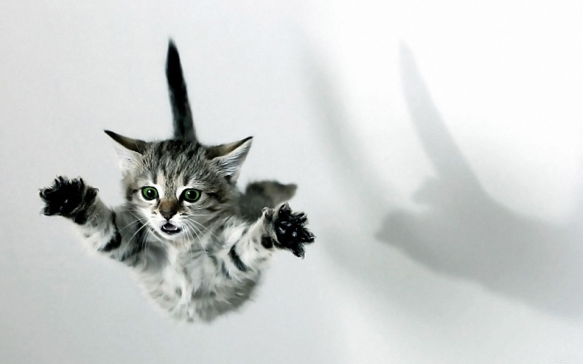 244472 descargar imagen gatito, gatos, animales, gato: fondos de pantalla y protectores de pantalla gratis