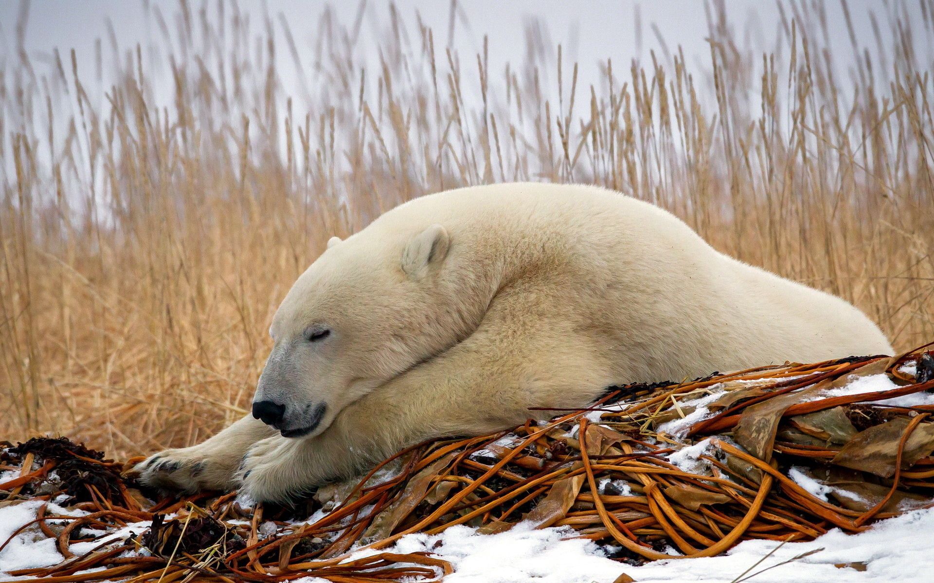 animals, snow, to lie down, lie, sleep, dream, polar bear 32K