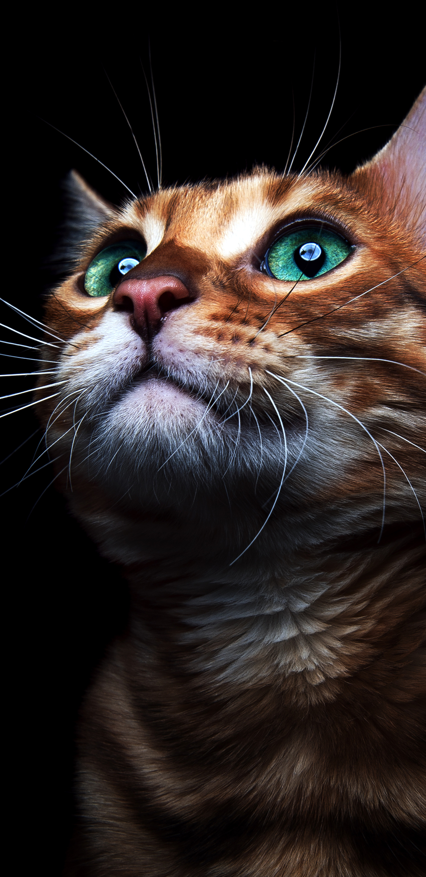 Free download wallpaper Cats, Cat, Kitten, Animal, Green Eyes on your PC desktop