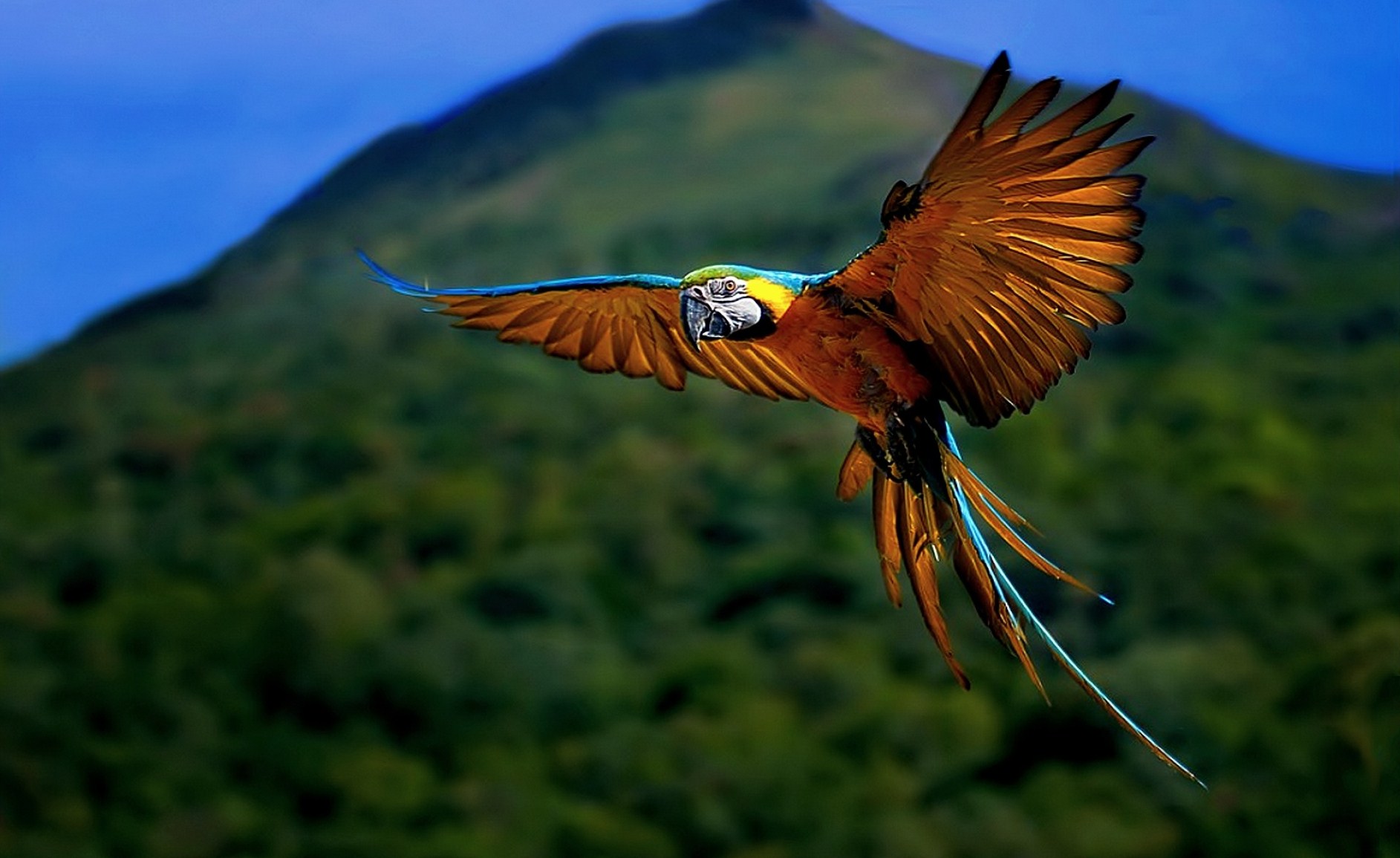 Téléchargez des papiers peints mobile Animaux, Perroquet, Ara (Oiseau) gratuitement.