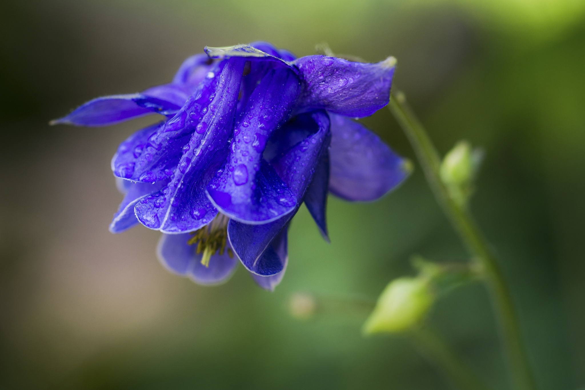 Download mobile wallpaper Nature, Flowers, Flower, Earth, Water Drop, Blue Flower for free.