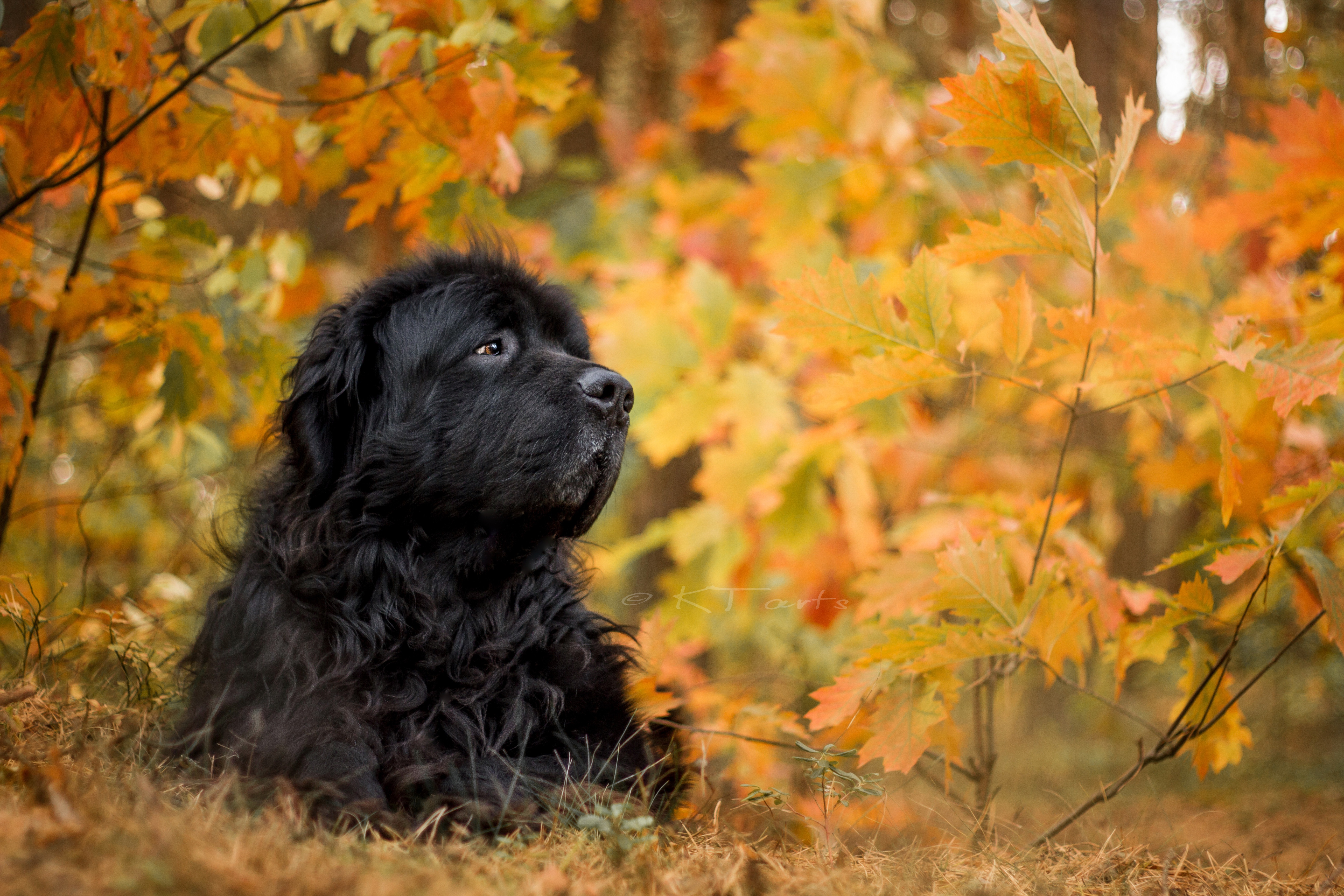 394329 скачать обои осень, животные, ньюфаундленд, собака, листва, морда, собаки - заставки и картинки бесплатно