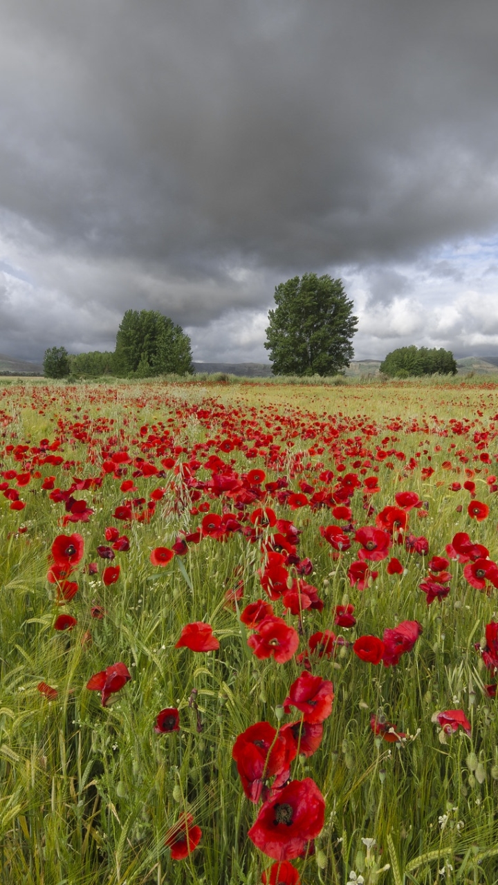 Descarga gratuita de fondo de pantalla para móvil de Naturaleza, Flores, Verano, Flor, Campo, Nube, Amapola, Flor Roja, Tierra/naturaleza, El Verano.