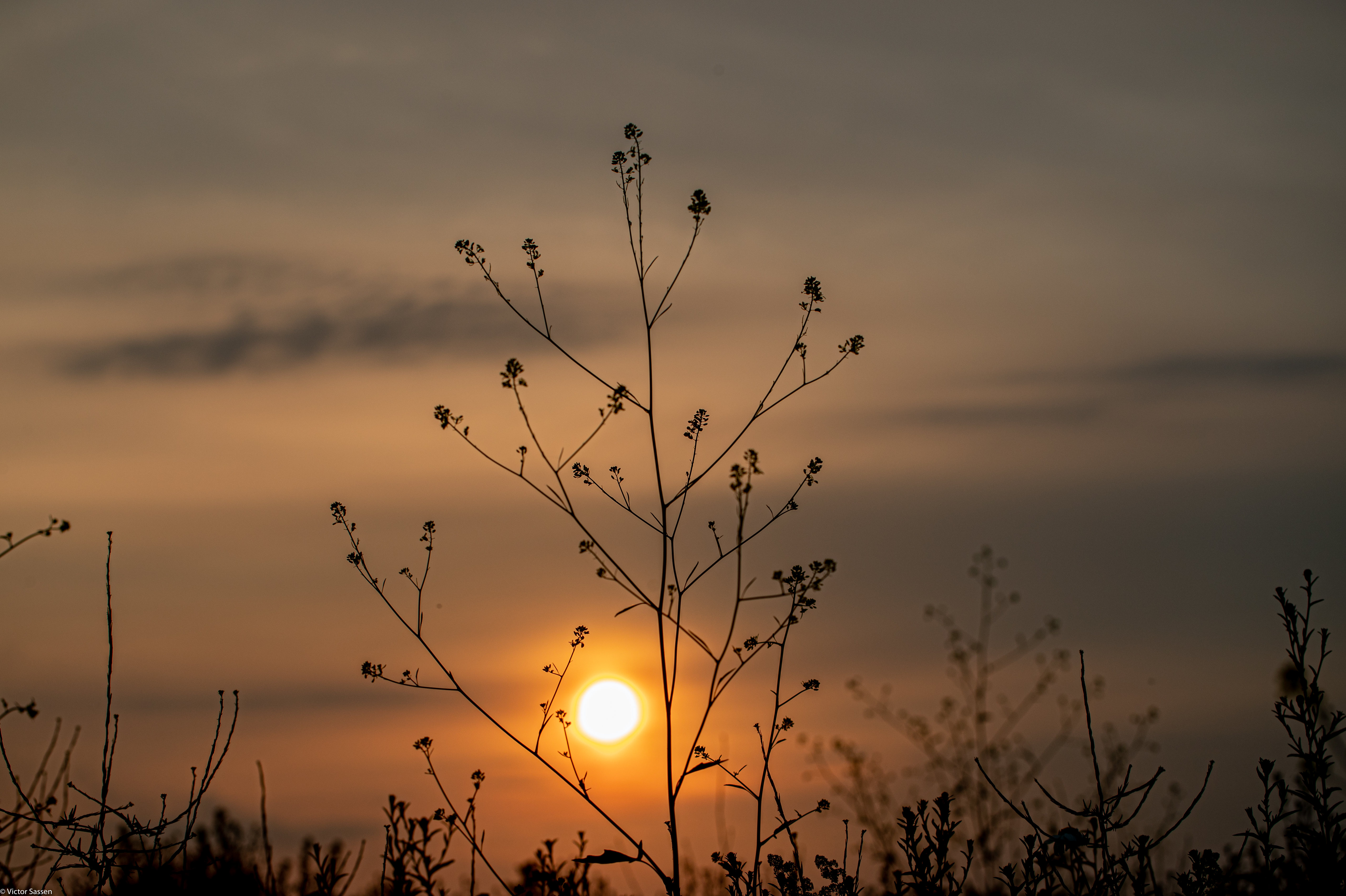 Download mobile wallpaper Nature, Branches, Sunset, Sun, Silhouette for free.