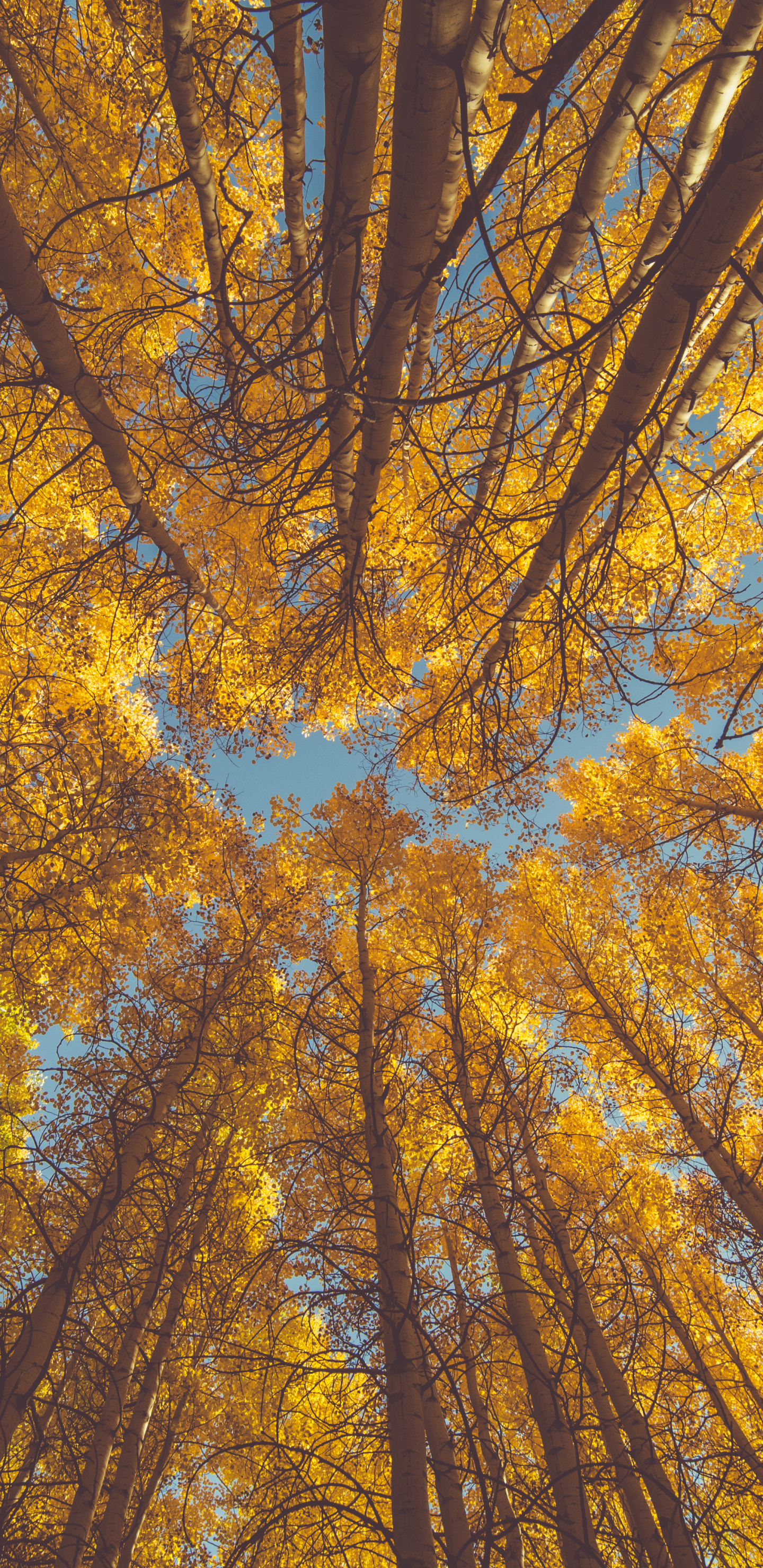 無料モバイル壁紙自然, 木, 秋, 森, 地球, こずえをダウンロードします。