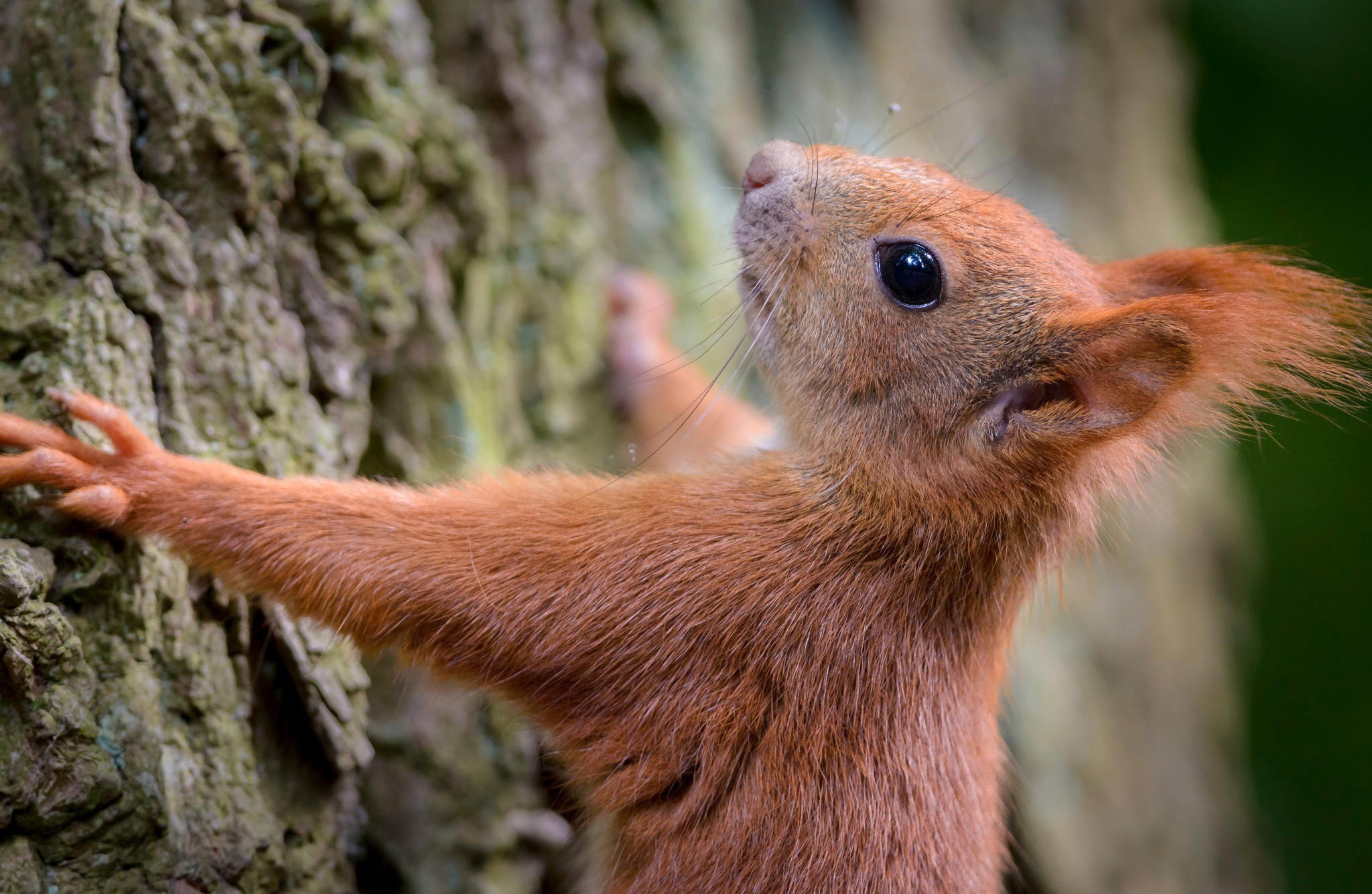 Laden Sie das Tiere, Eichhörnchen-Bild kostenlos auf Ihren PC-Desktop herunter