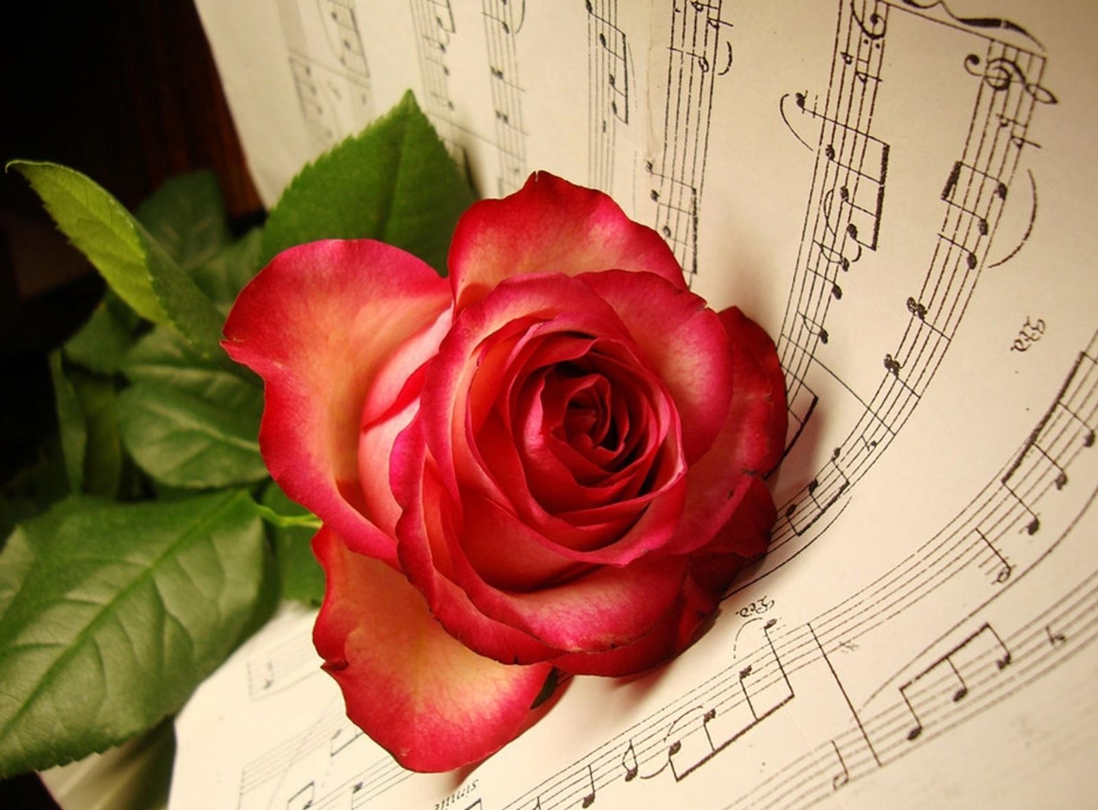 music, flowers, flower, lies, rose flower, rose, notes