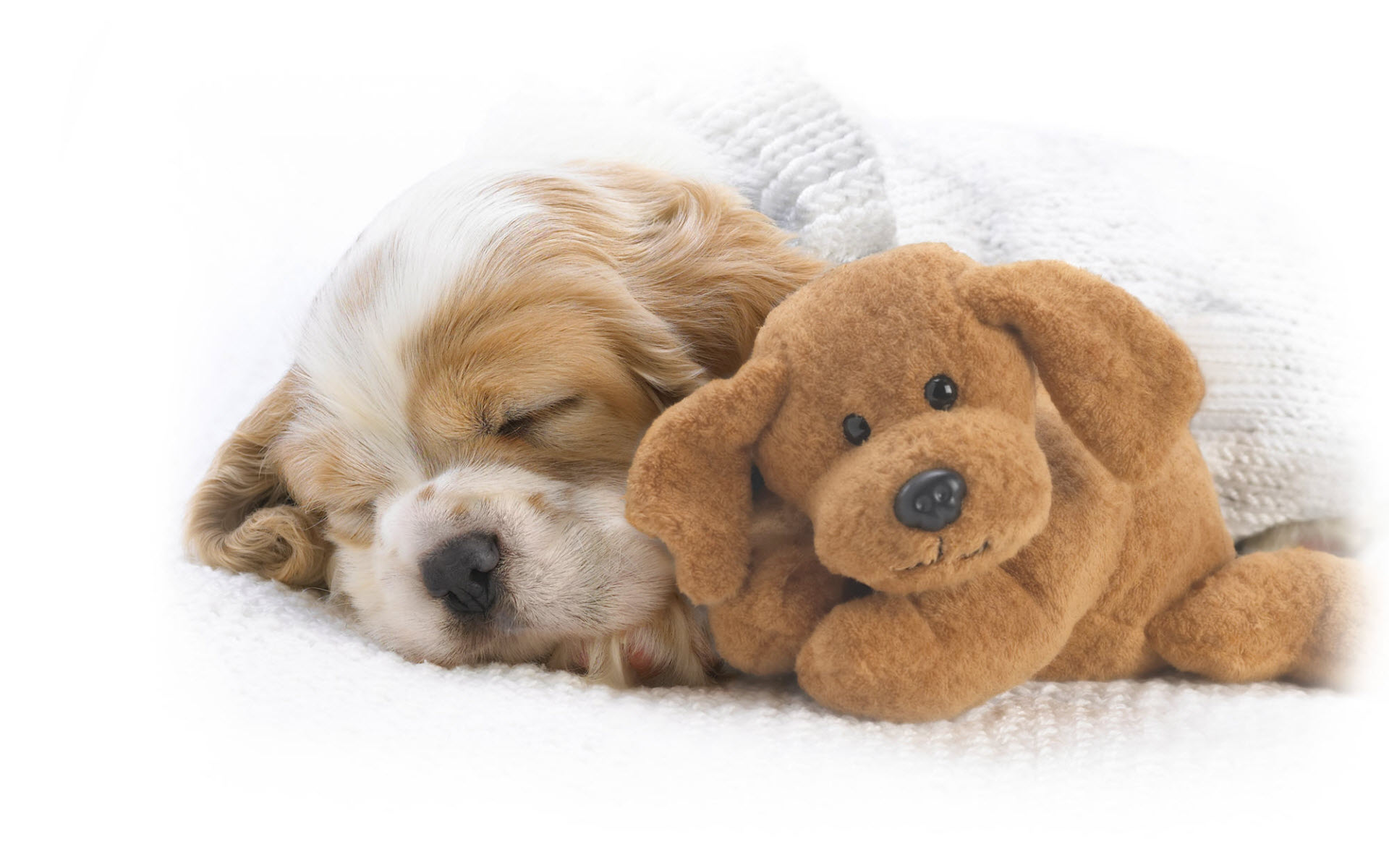 animal, cute, dog, puppy, sleeping, stuffed animal, toy