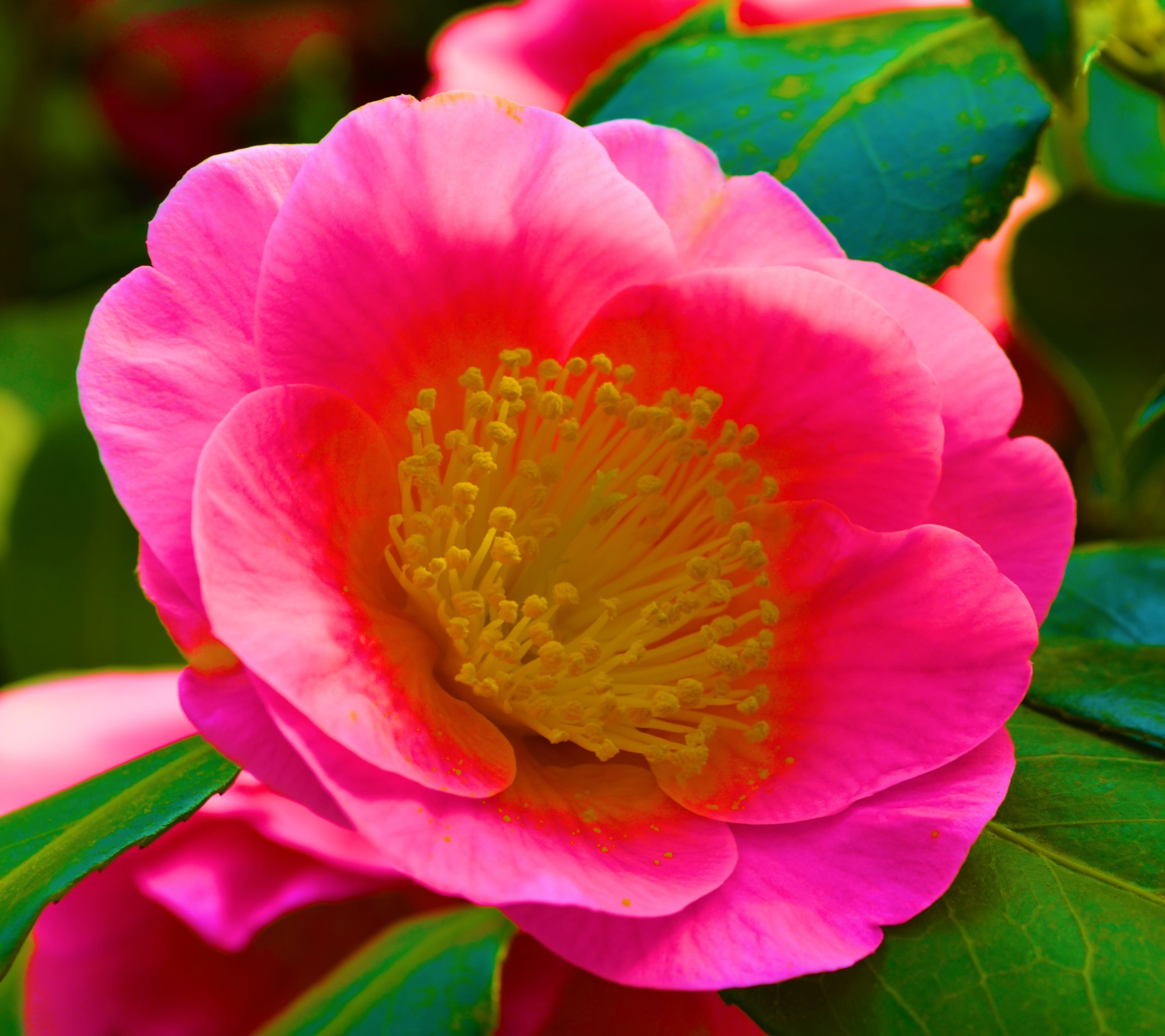 Laden Sie das Natur, Blumen, Blume, Blatt, Nahansicht, Kamelie, Erde/natur, Pinke Blume-Bild kostenlos auf Ihren PC-Desktop herunter