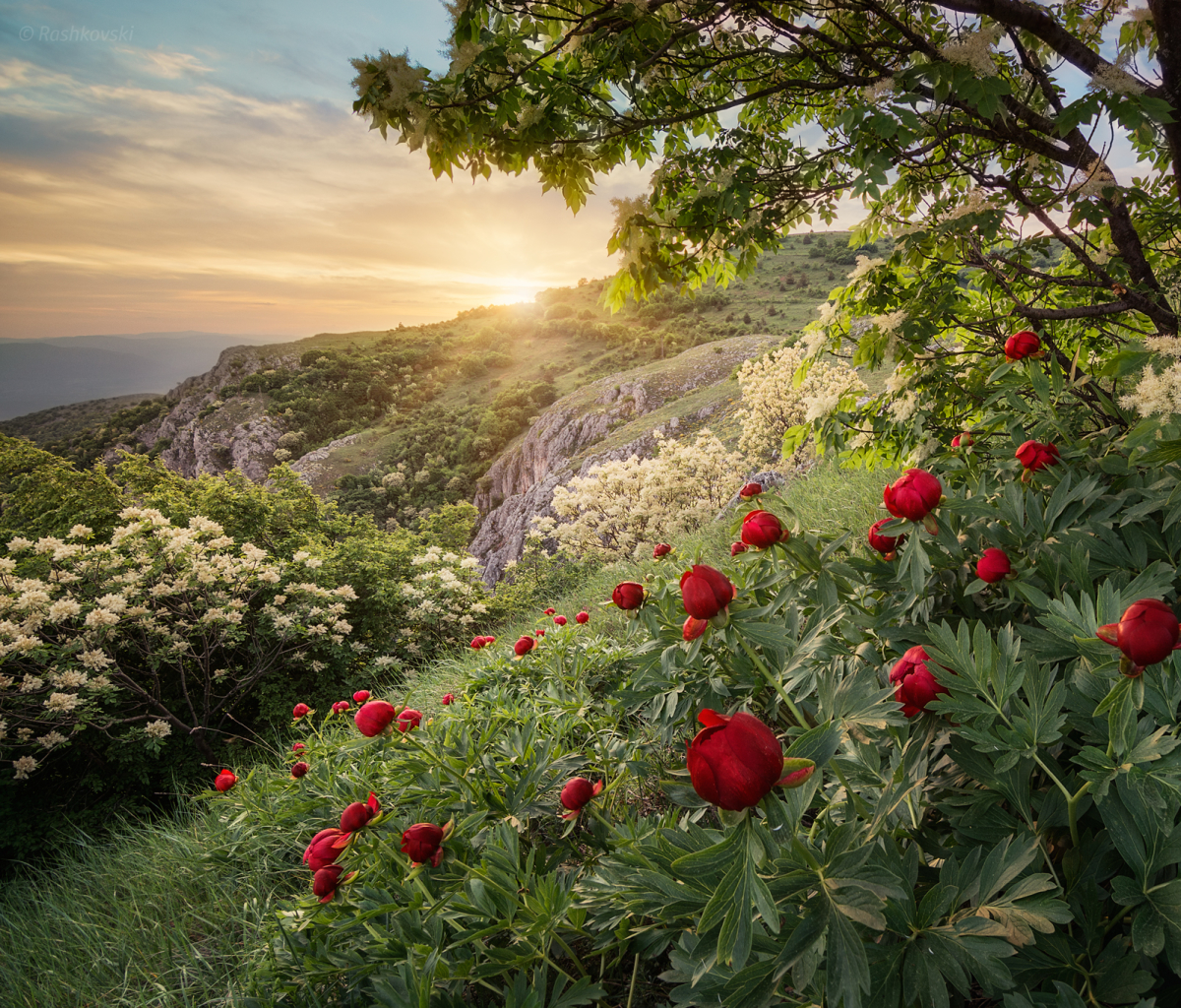 earth, sunset, spring, forest, peony, bulgaria, mountain