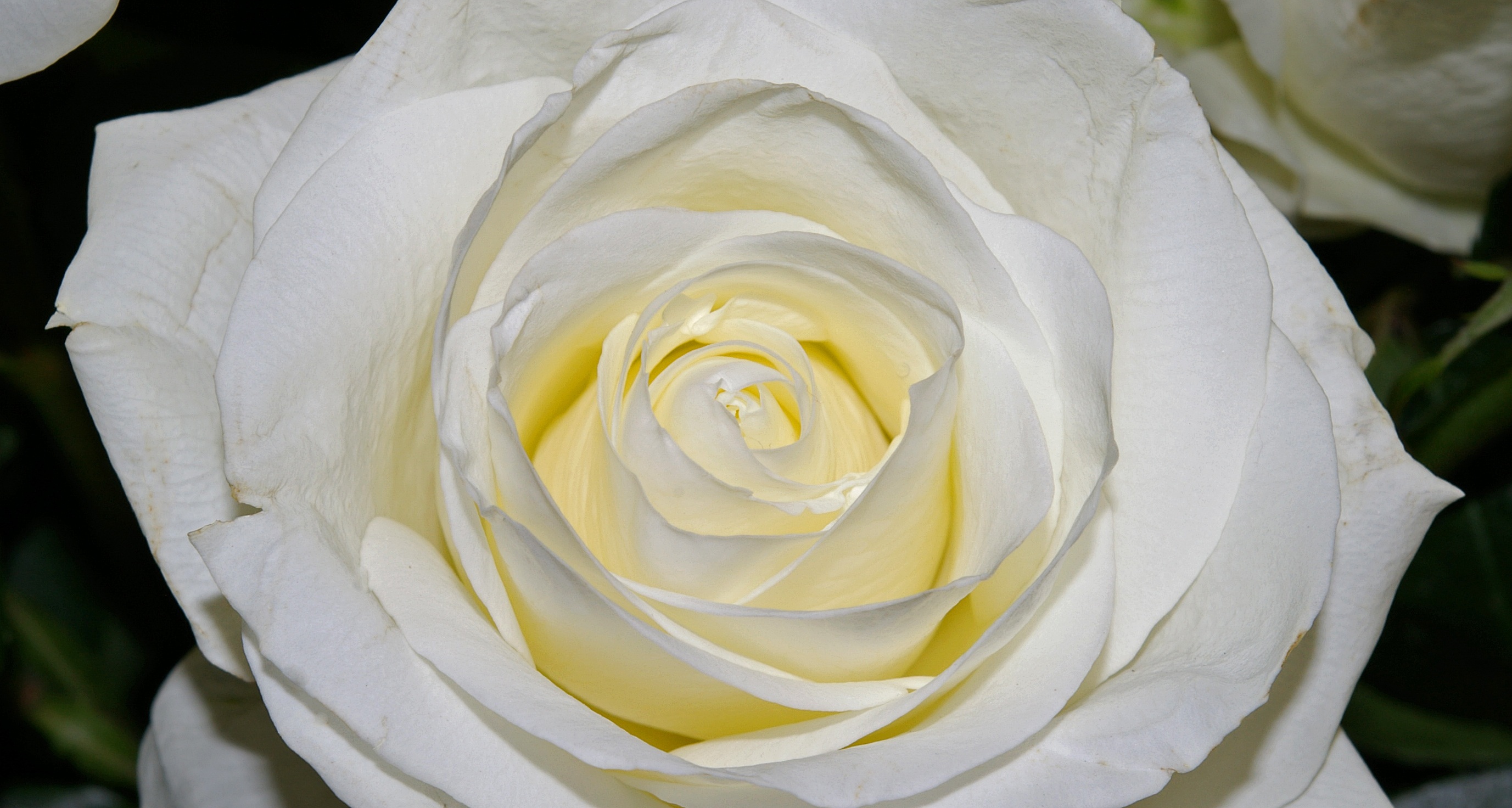 Free download wallpaper Macro, Rose, Rose Flower, Close Up, Petals on your PC desktop