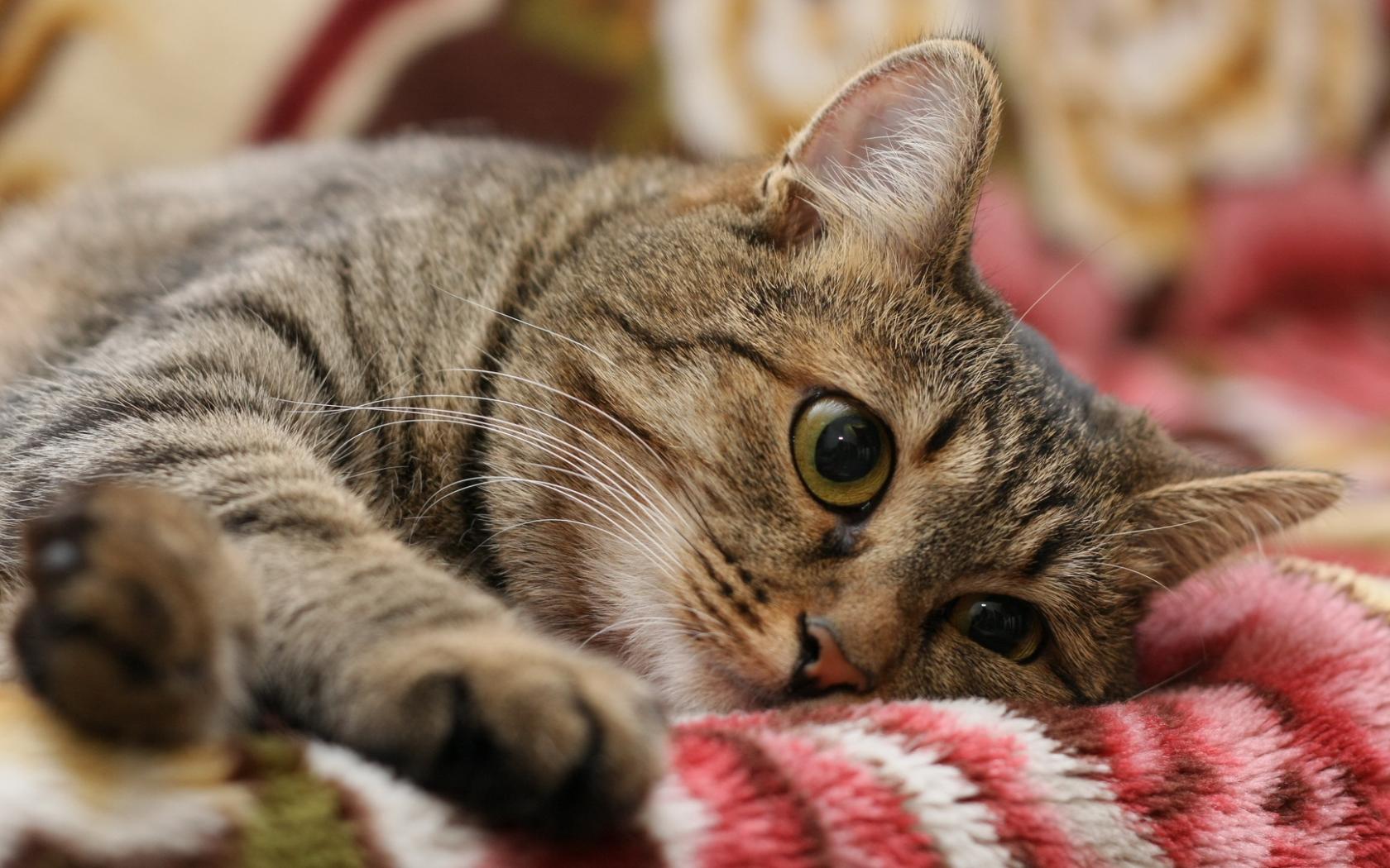 Baixe gratuitamente a imagem Gato, Gatos, Animais na área de trabalho do seu PC