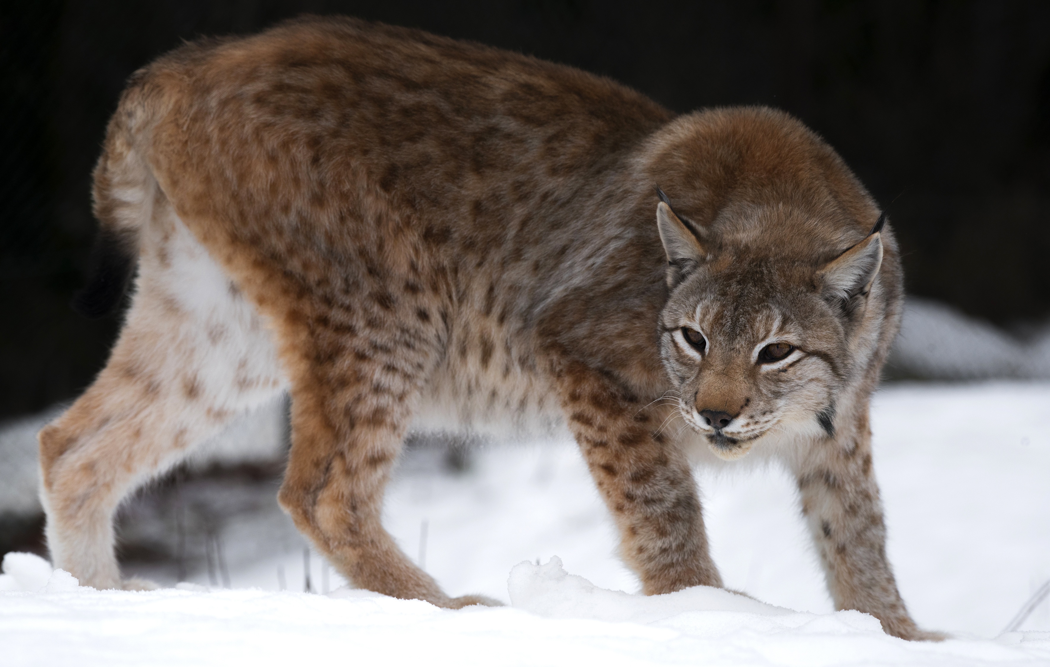 Laden Sie das Tiere, Katzen, Luchs-Bild kostenlos auf Ihren PC-Desktop herunter