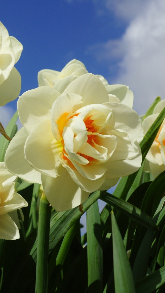 Descarga gratuita de fondo de pantalla para móvil de Naturaleza, Flores, Verano, Flor, Narciso, Flor Blanca, Tierra/naturaleza, El Verano.