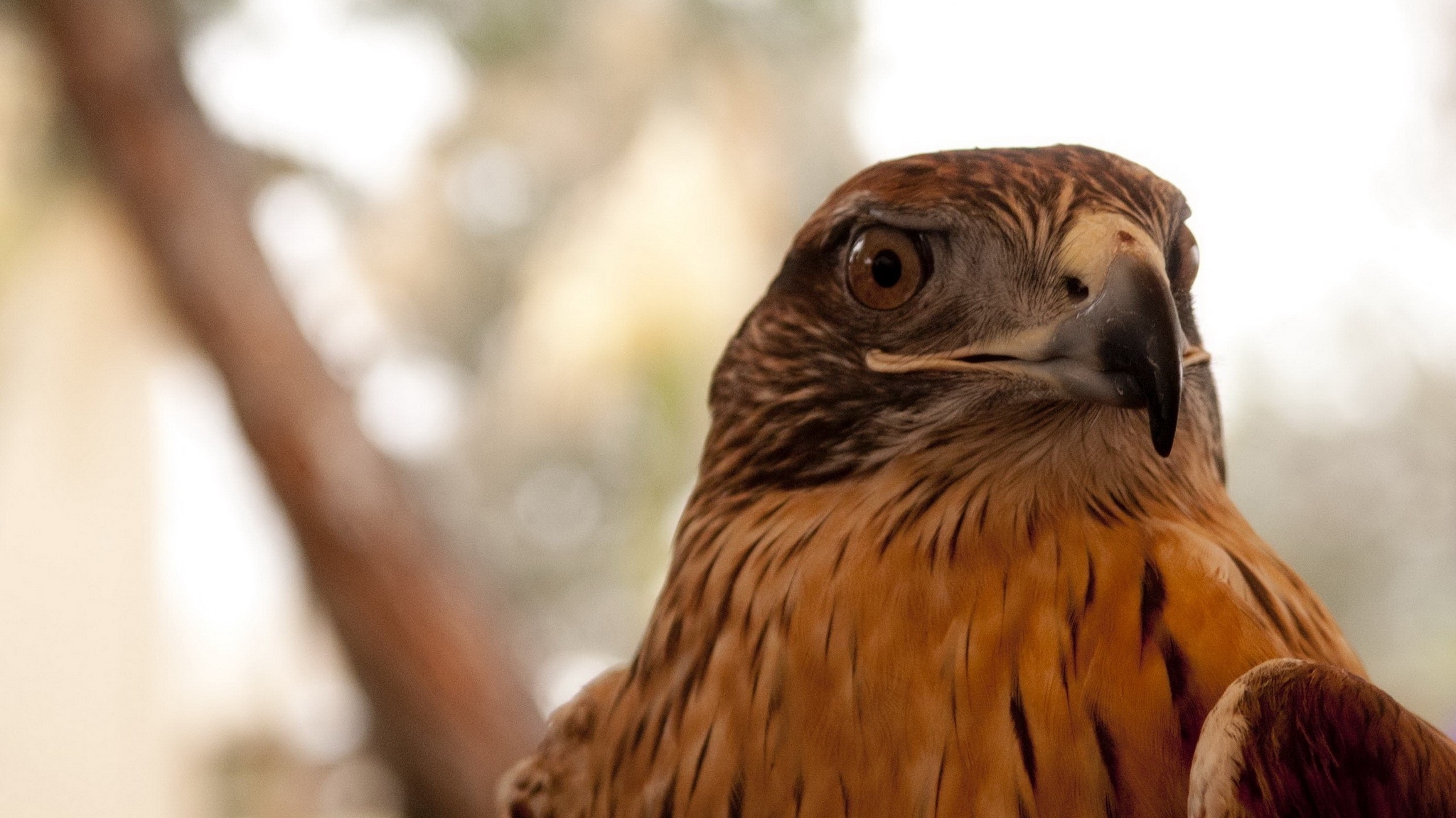 Baixar papel de parede para celular de Animais, Aves, Pássaro, Águia gratuito.