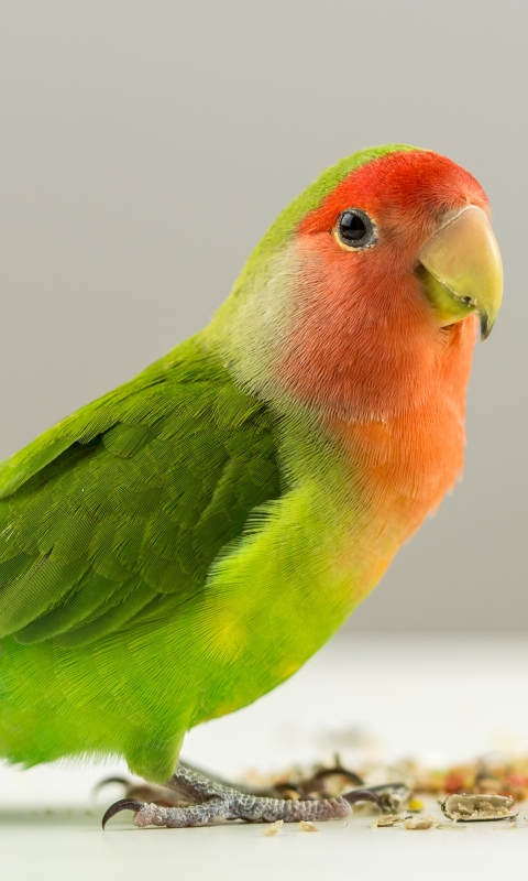 Descarga gratuita de fondo de pantalla para móvil de Animales, Periquito, Aves, Loro.