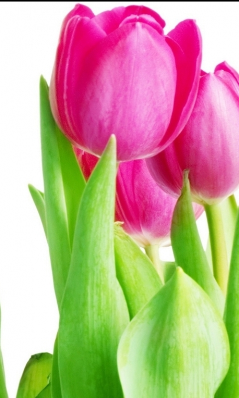 Download mobile wallpaper Flowers, Pink, Flower, Earth, Tulip for free.