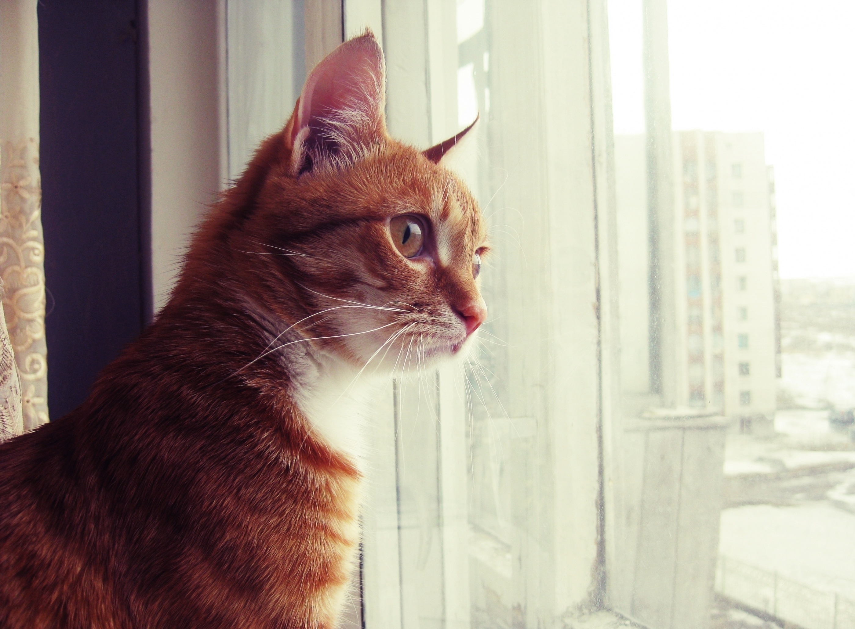 animals, cat, muzzle, spotted, spotty, window, watch, to watch