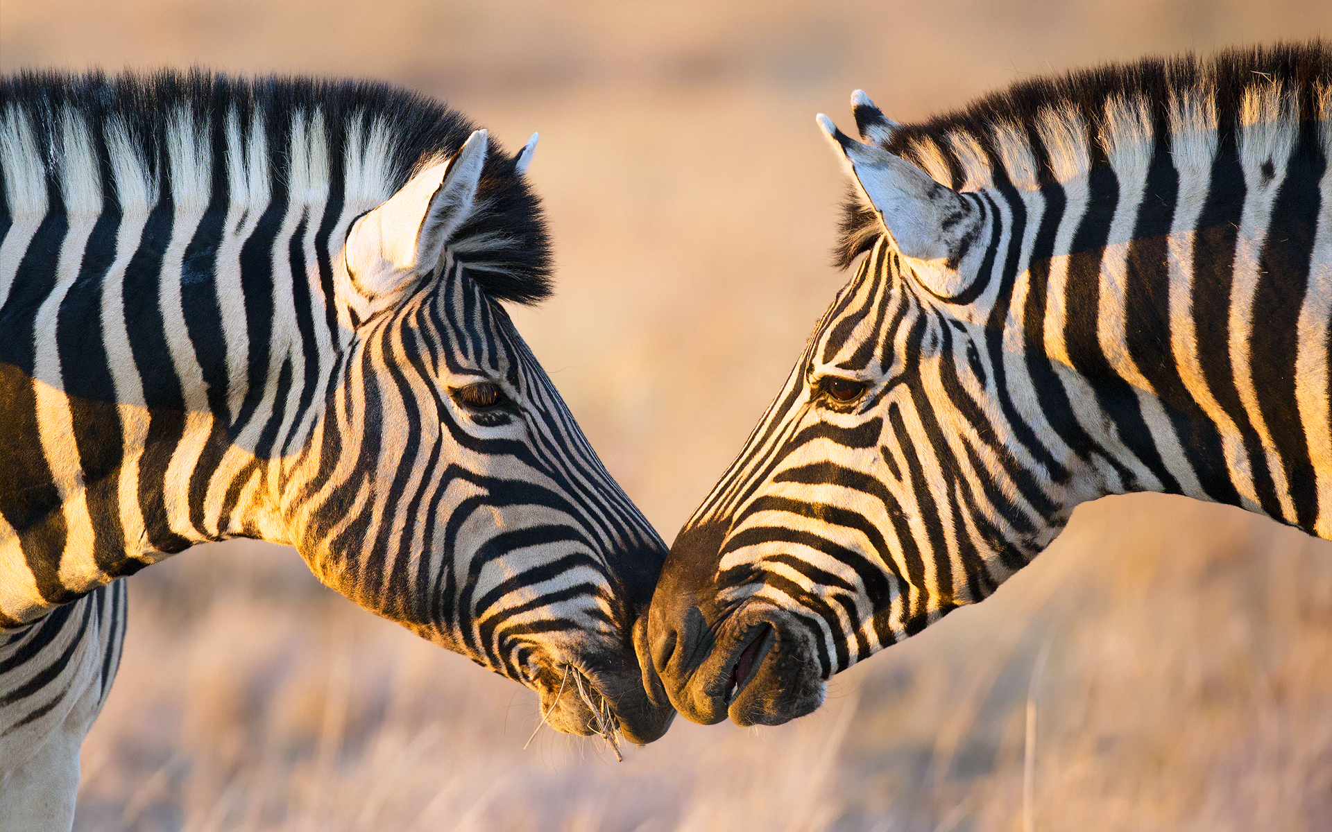 Laden Sie das Tiere, Bokeh, Zebra-Bild kostenlos auf Ihren PC-Desktop herunter