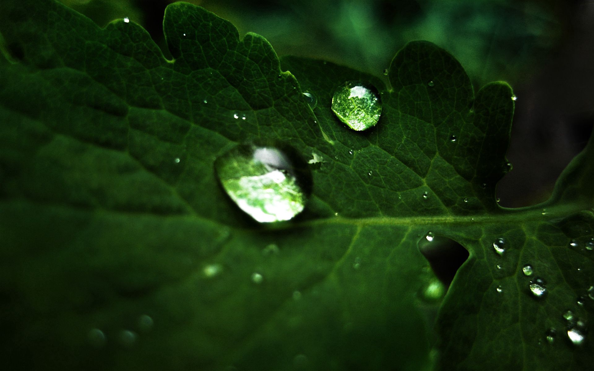 Download mobile wallpaper Macro, Sheet, Leaf, Shadow, Drops, Plant for free.