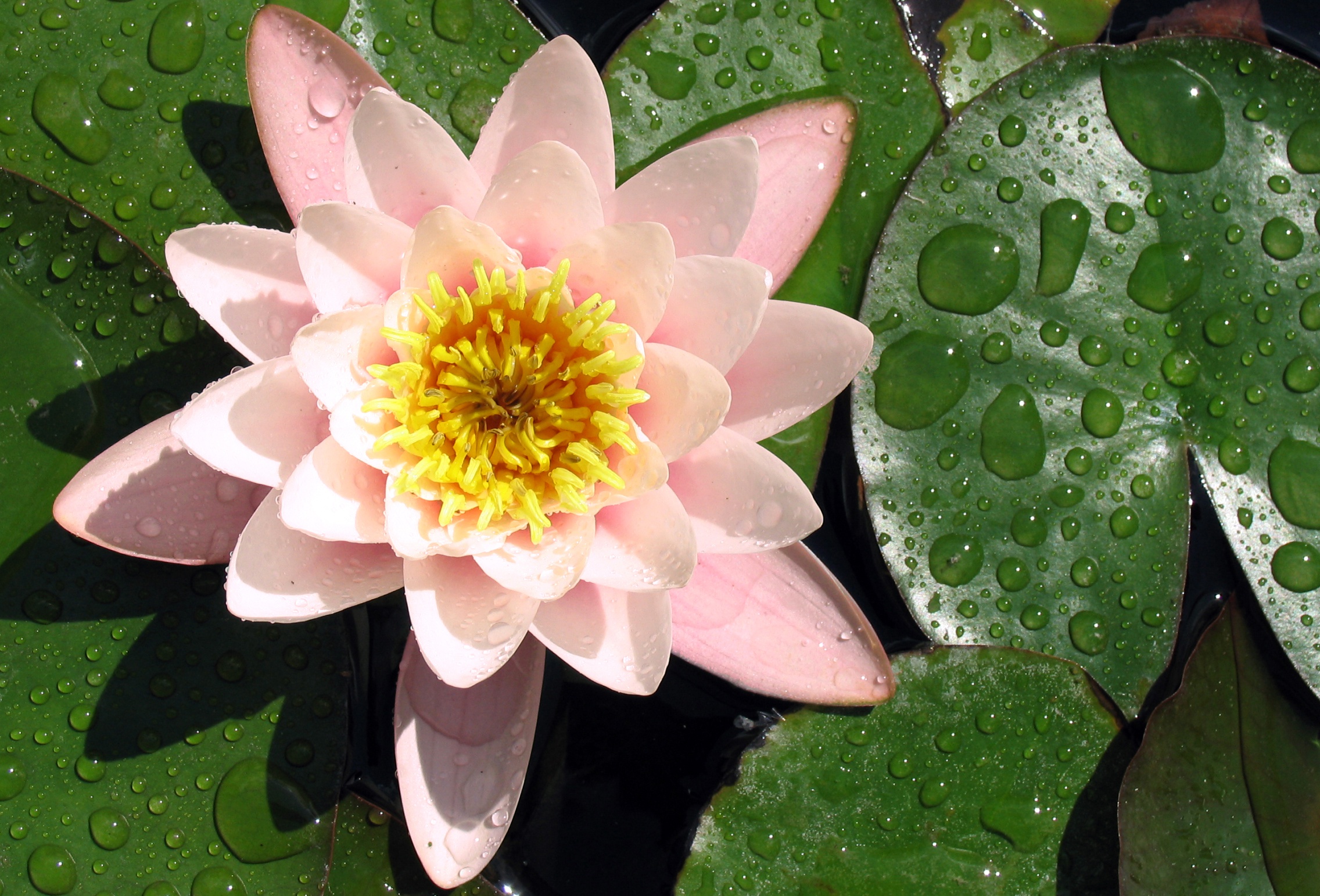 Téléchargez gratuitement l'image Fleurs, Lotus, Fleur, La Nature, Terre/nature, Fleur Rose sur le bureau de votre PC