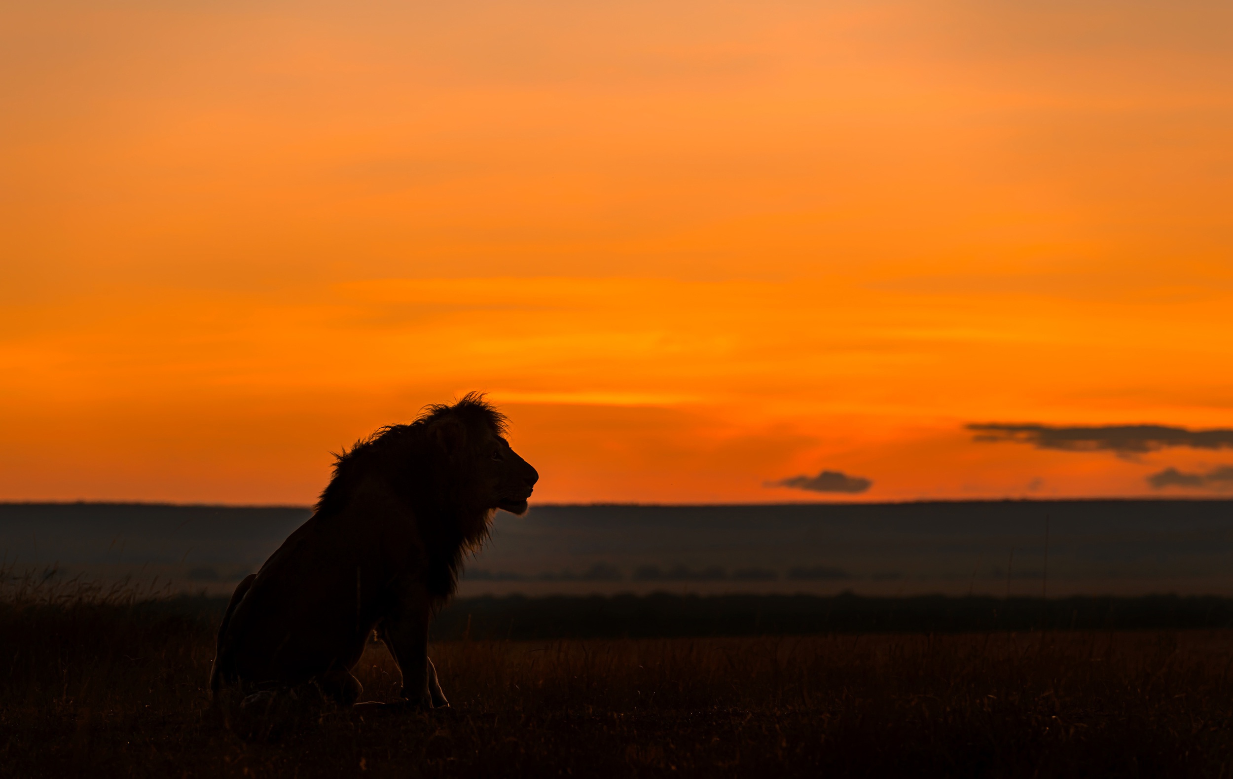 Descarga gratis la imagen Animales, Gatos, León, Atardecer en el escritorio de tu PC