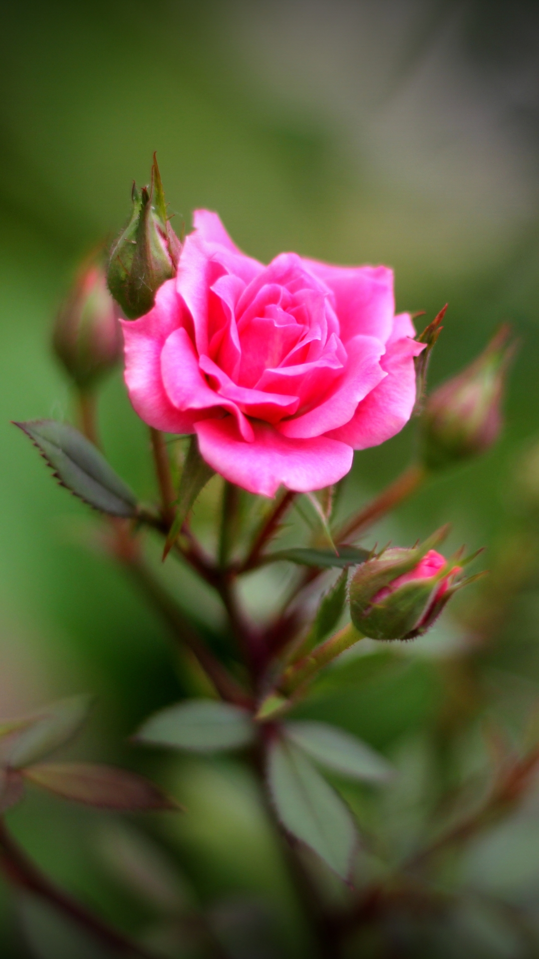 Téléchargez des papiers peints mobile Fleurs, Rose, Fleur, Bourgeon, Se Brouiller, La Nature, Terre/nature, Rose Rose, Profondeur De Champ gratuitement.