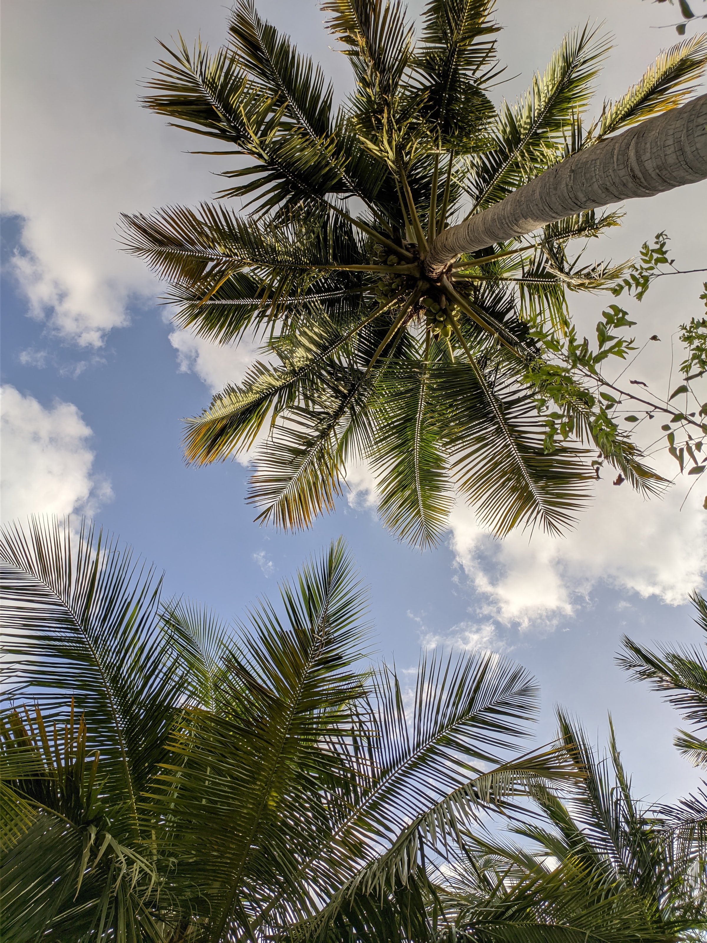 111227 descargar fondo de pantalla naturaleza, cielo, hojas, palms, sucursales, ramas, vista inferior, vista desde abajo: protectores de pantalla e imágenes gratis