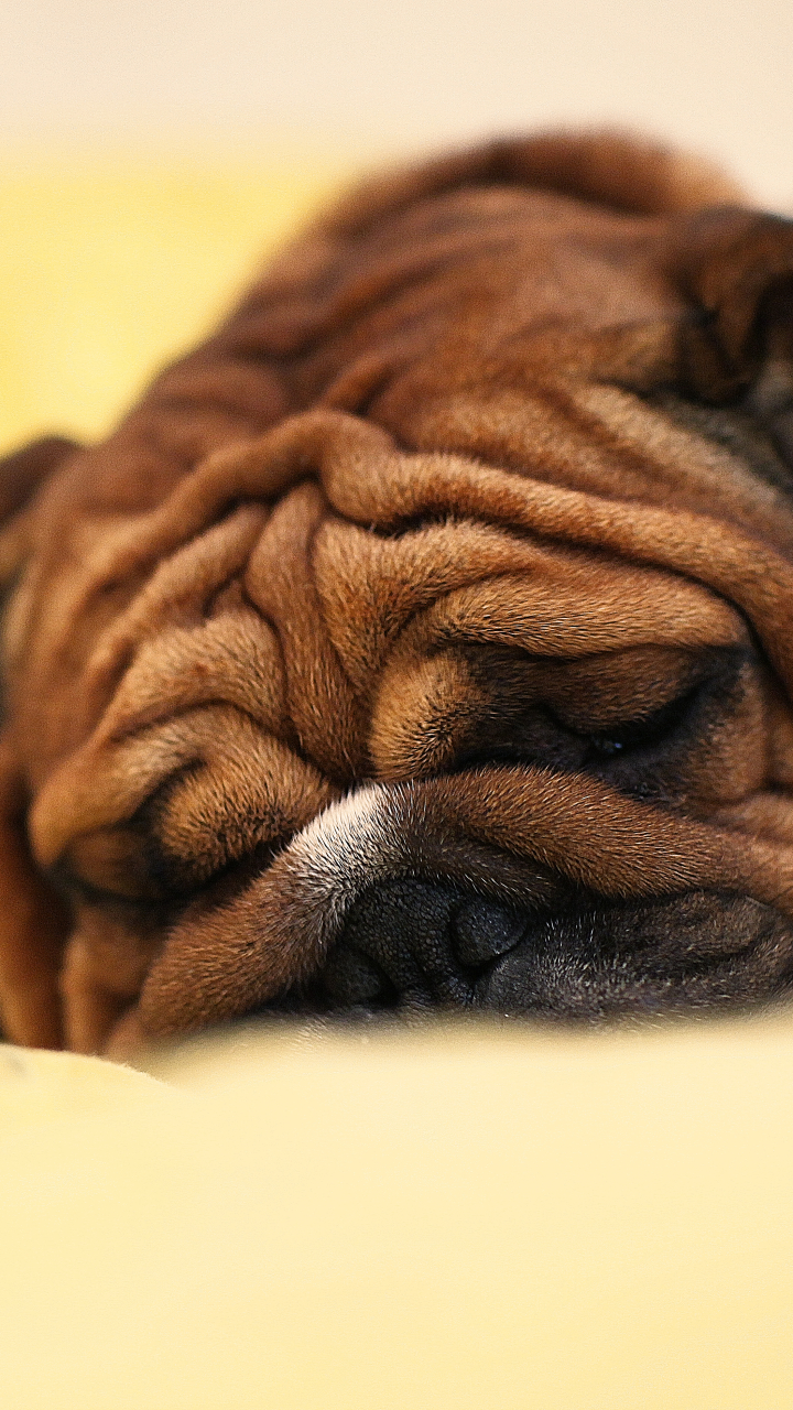 Download mobile wallpaper Dogs, Dog, Animal, Bulldog, French Bulldog for free.