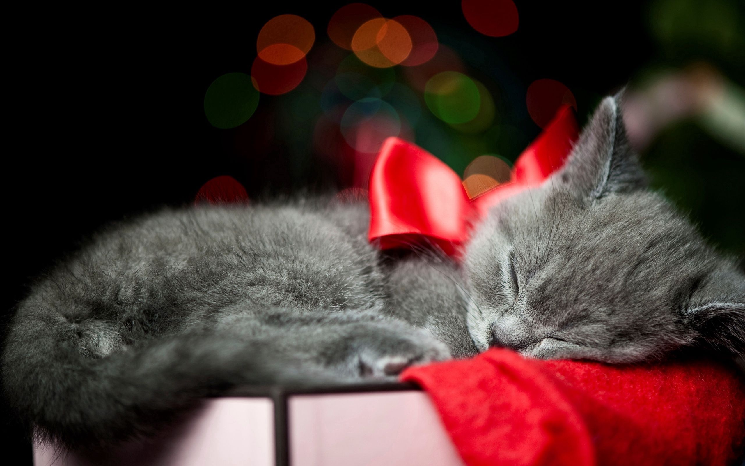 Download mobile wallpaper Sleep, Kitty, Bow, Dream, Animals, Kitten for free.