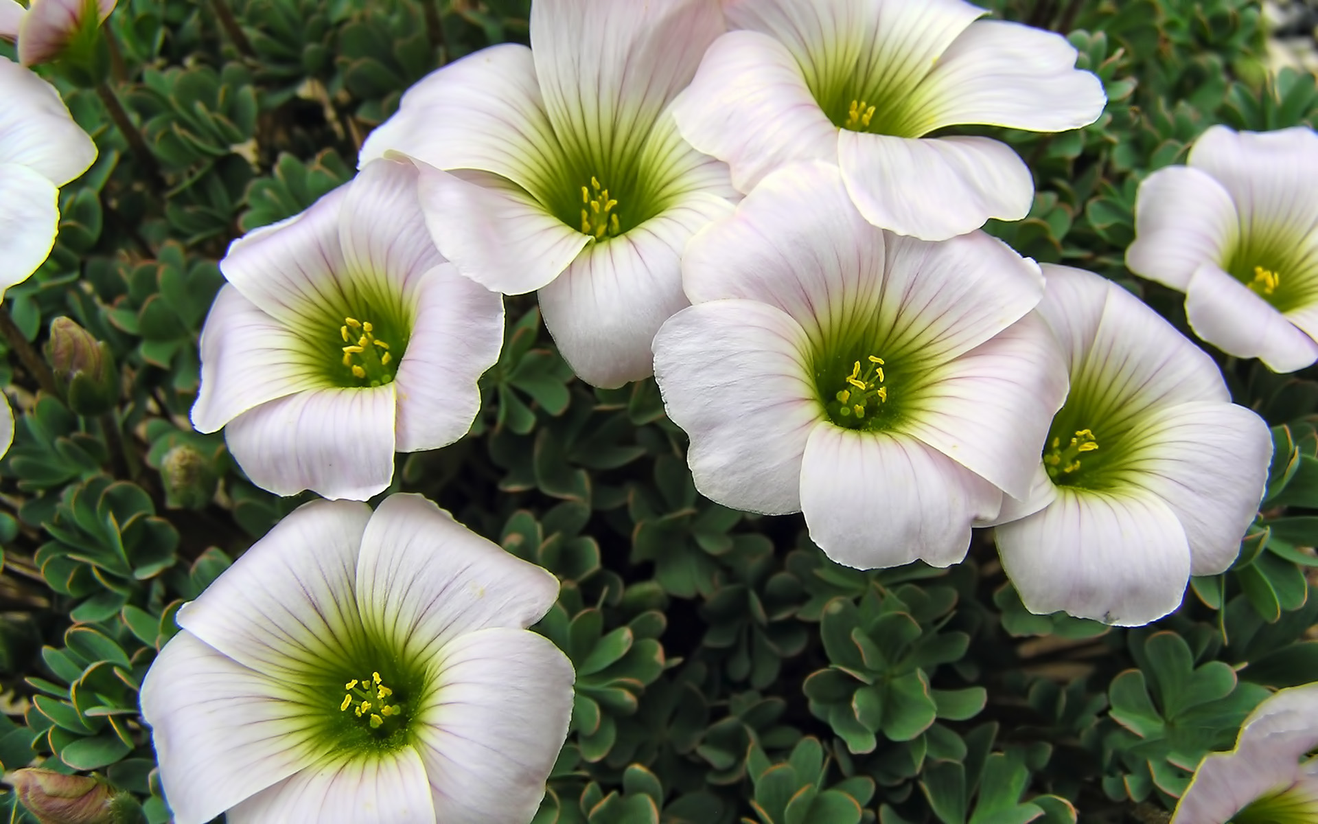 289080 Bildschirmschoner und Hintergrundbilder Blumen auf Ihrem Telefon. Laden Sie  Bilder kostenlos herunter