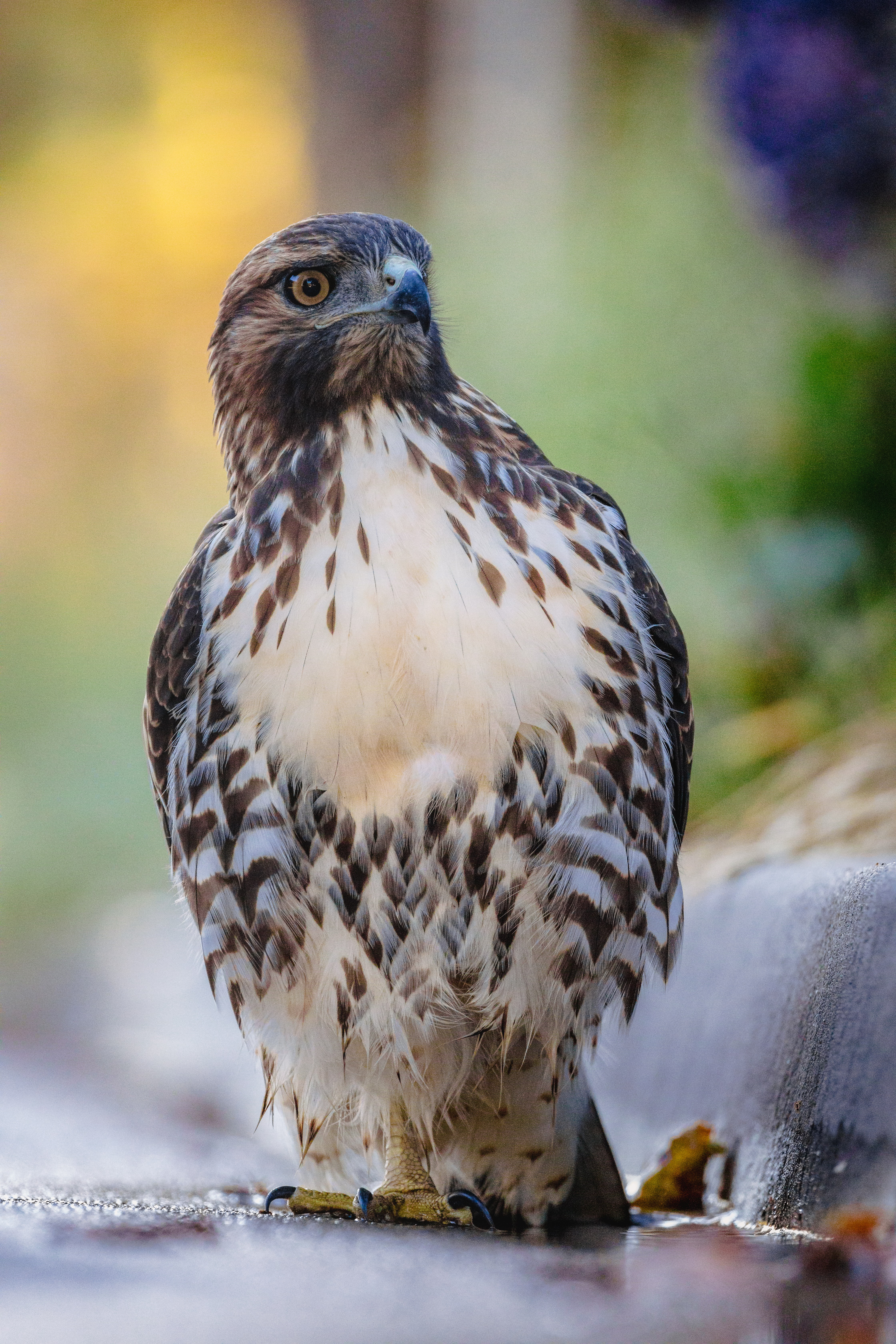 hawk, animals, bird, predator, focus HD wallpaper