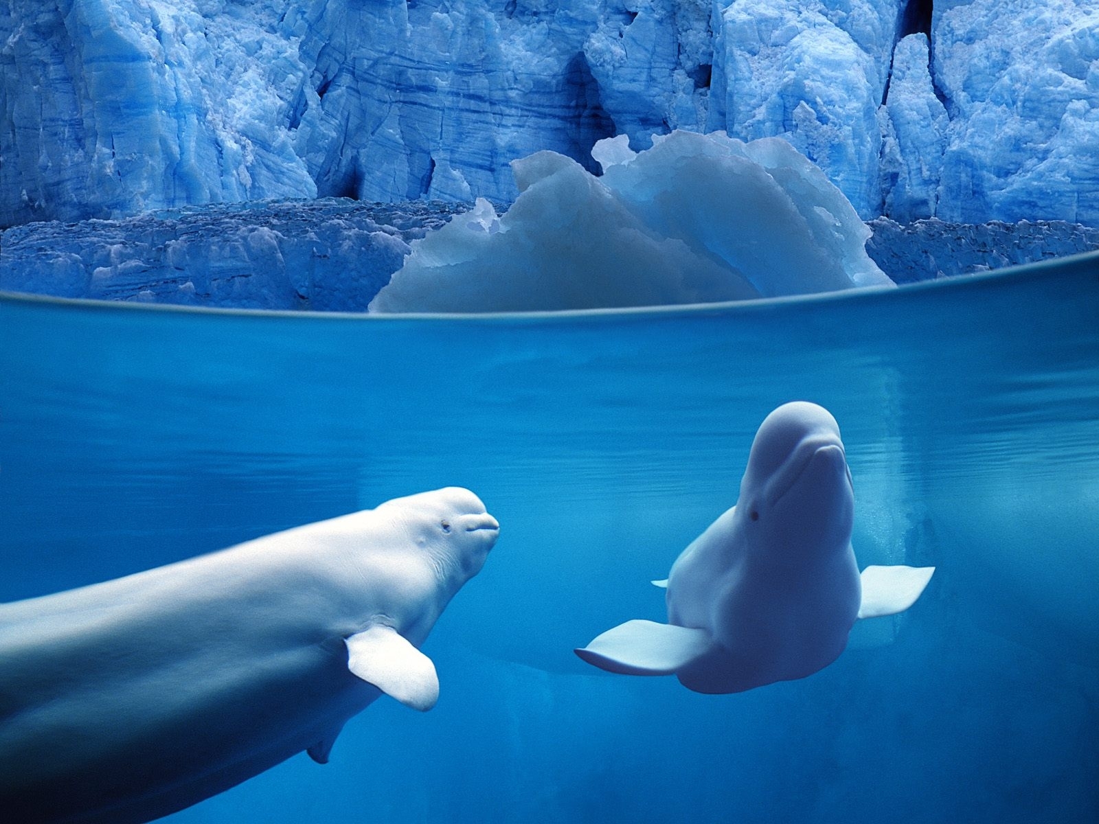 761 descargar fondo de pantalla delfines, animales, invierno, agua, mar, nieve, azul: protectores de pantalla e imágenes gratis