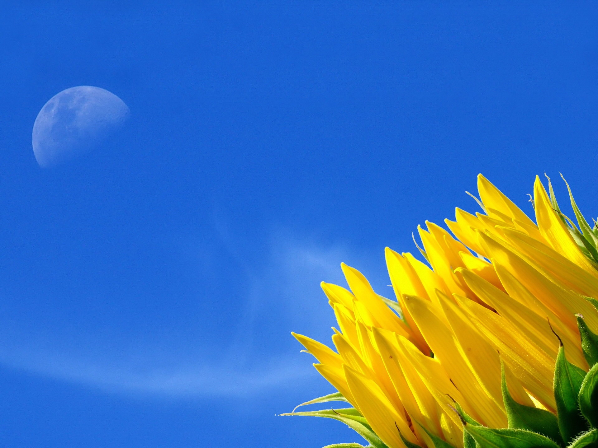 Handy-Wallpaper Natur, Sky, Sonnenblume, Mond kostenlos herunterladen.