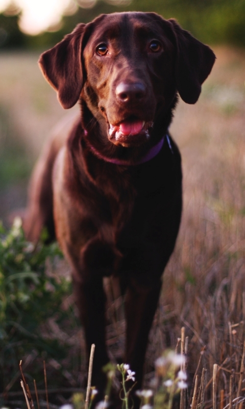 Téléchargez des papiers peints mobile Animaux, Chiens, Chien gratuitement.