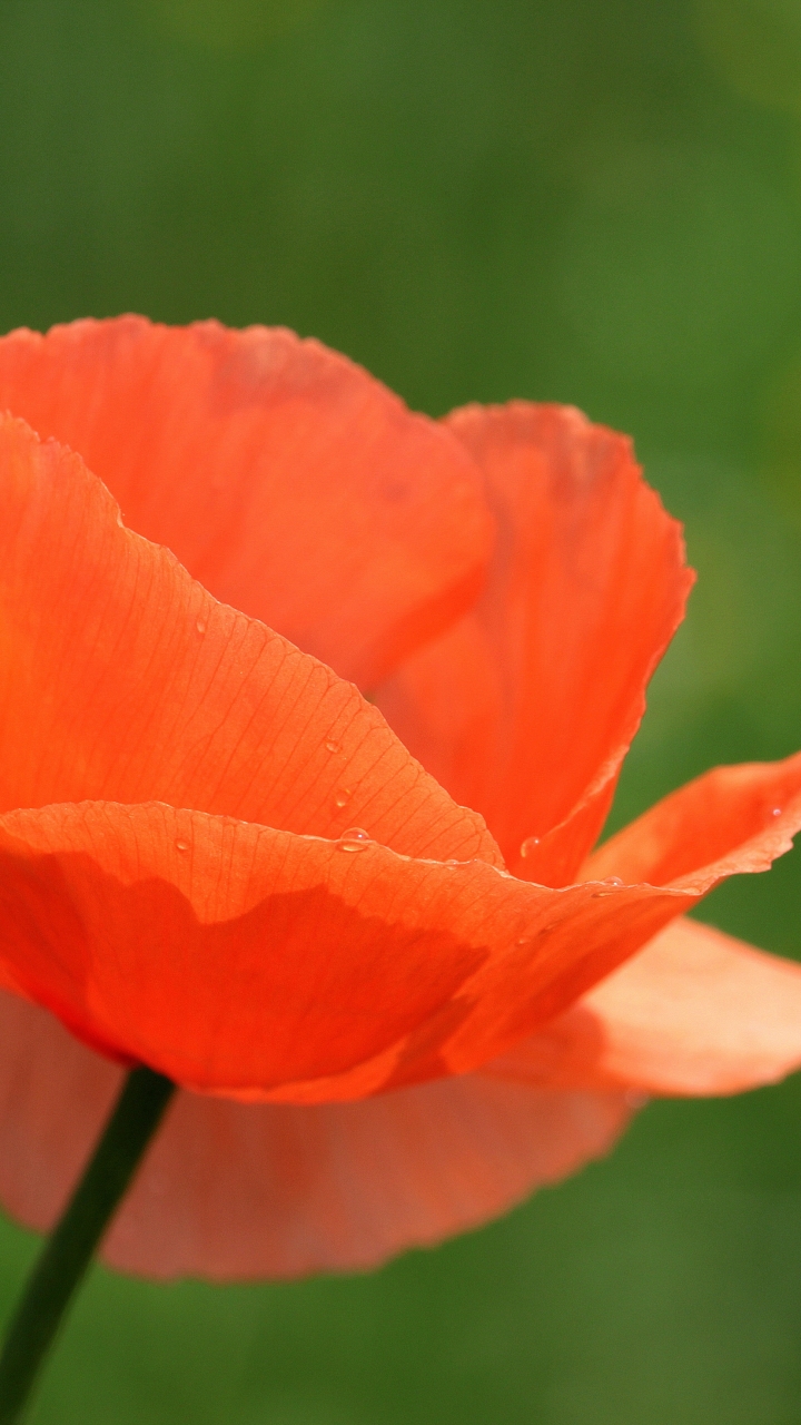 Handy-Wallpaper Natur, Blumen, Mohn, Blume, Bokeh, Erde/natur, Orangene Blume kostenlos herunterladen.