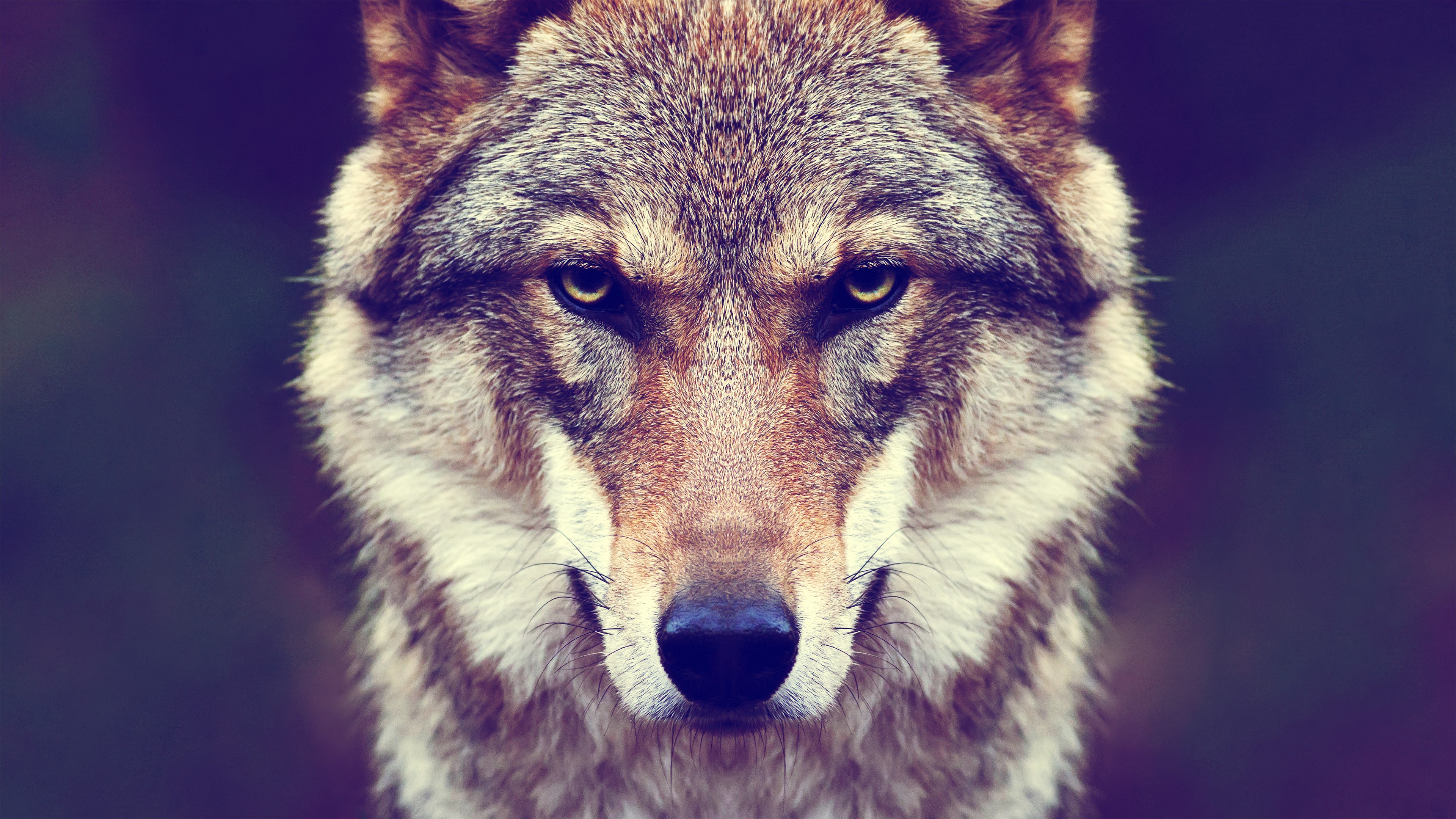 409464 Bild herunterladen wolf, schnauze, tiere, gesicht, starren, wolves - Hintergrundbilder und Bildschirmschoner kostenlos