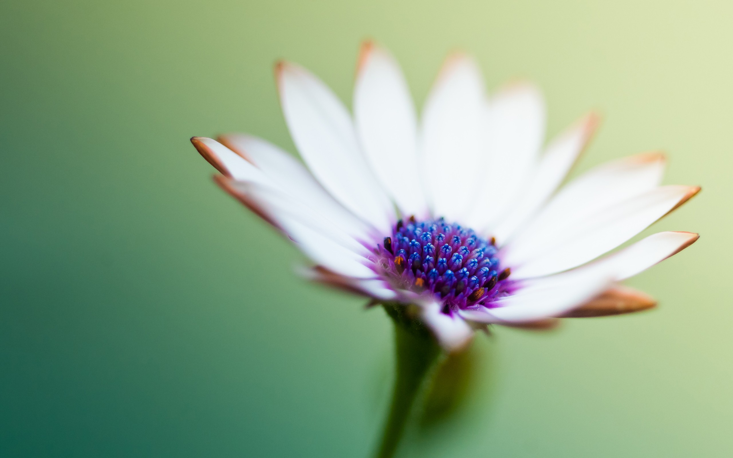 Descarga gratuita de fondo de pantalla para móvil de Flores, Flor, Tierra/naturaleza.