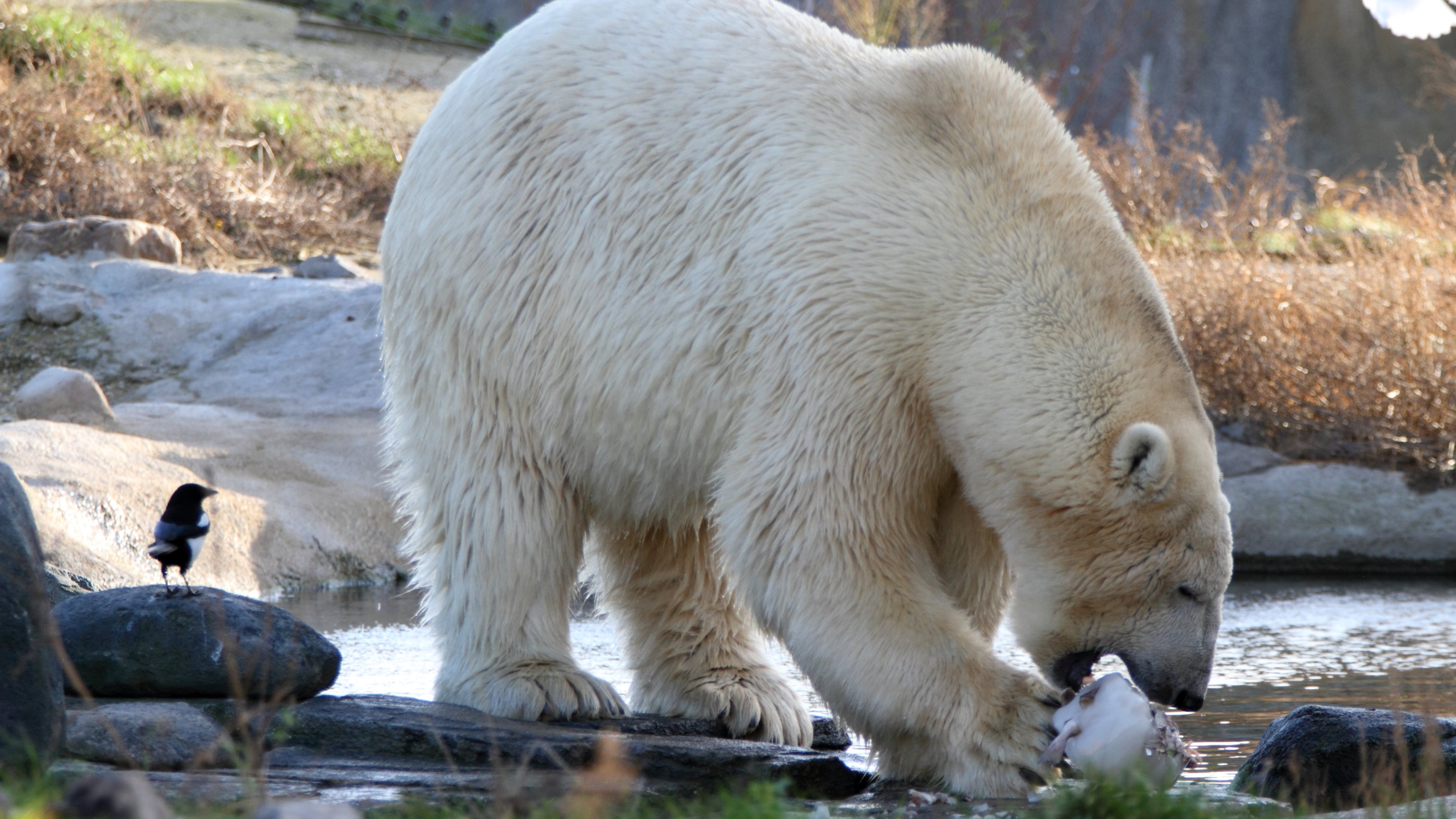 Handy-Wallpaper Bären, Eisbär, Bär, Wasser, Vogel, Tiere kostenlos herunterladen.
