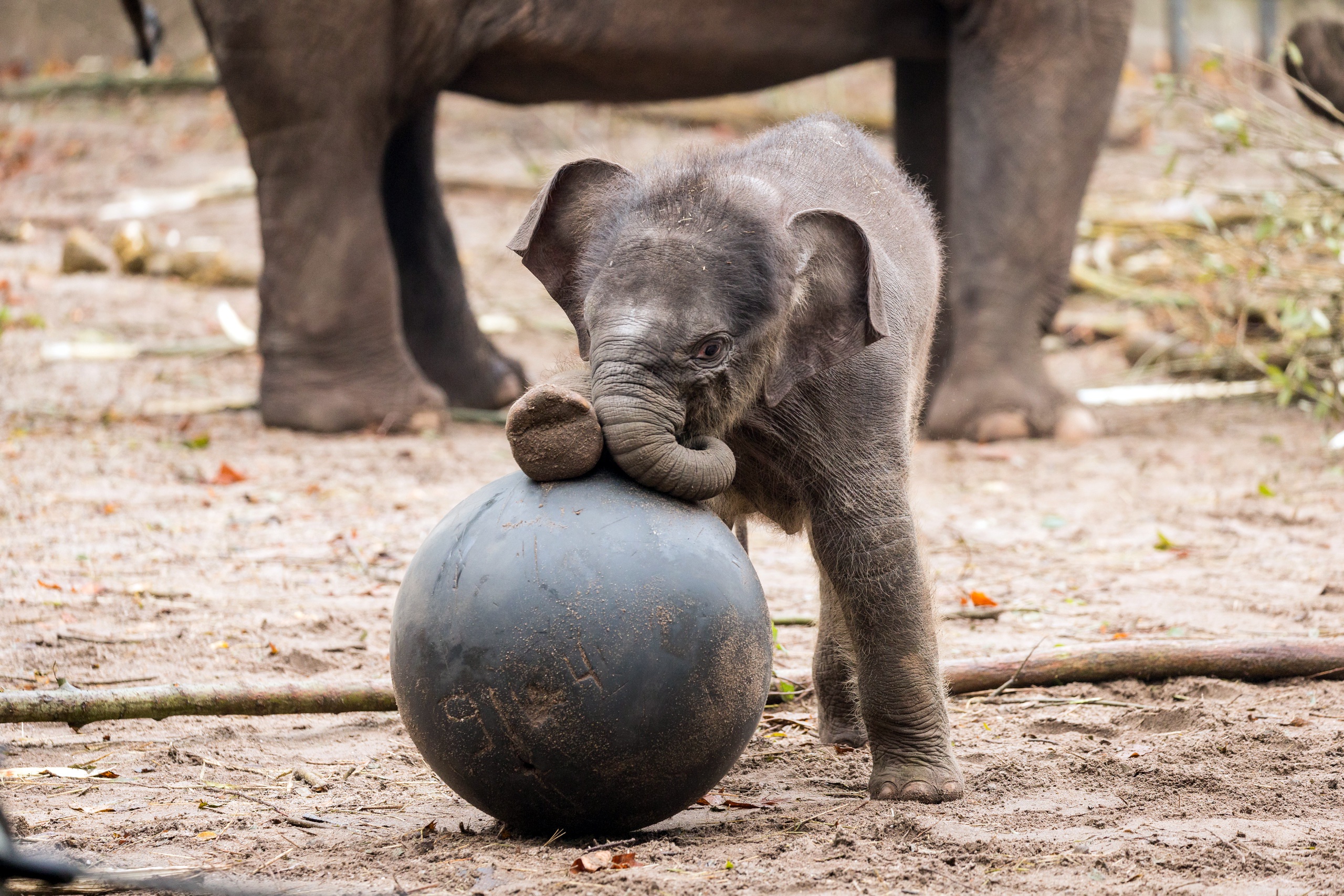 Download mobile wallpaper Elephants, Ball, Animal, Cute, Baby Animal, Asian Elephant for free.