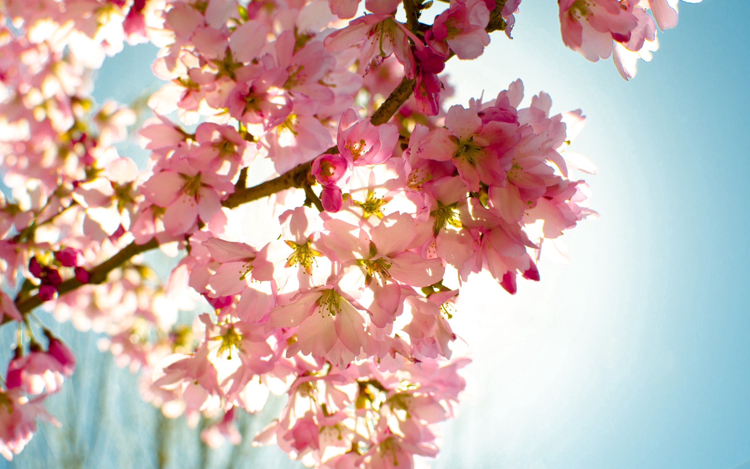Laden Sie das Blühen, Natur, Blumen, Scheinen, Blühenden, Sky, Licht, Pflanze-Bild kostenlos auf Ihren PC-Desktop herunter