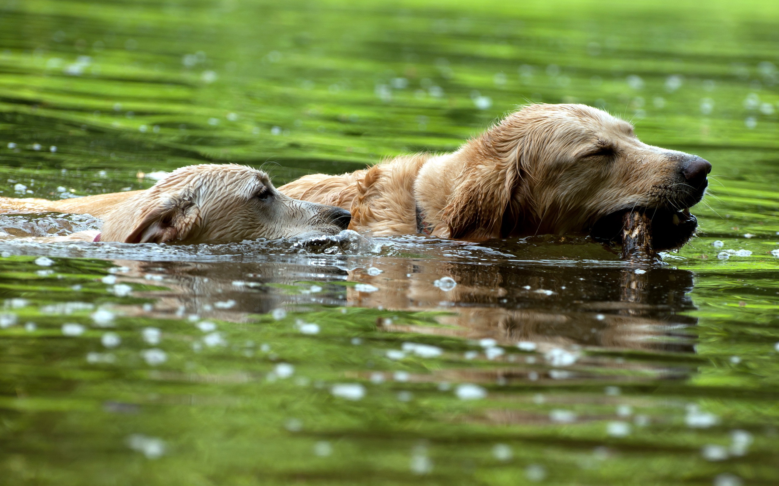 Laden Sie das Hunde, Hund, Tiere-Bild kostenlos auf Ihren PC-Desktop herunter