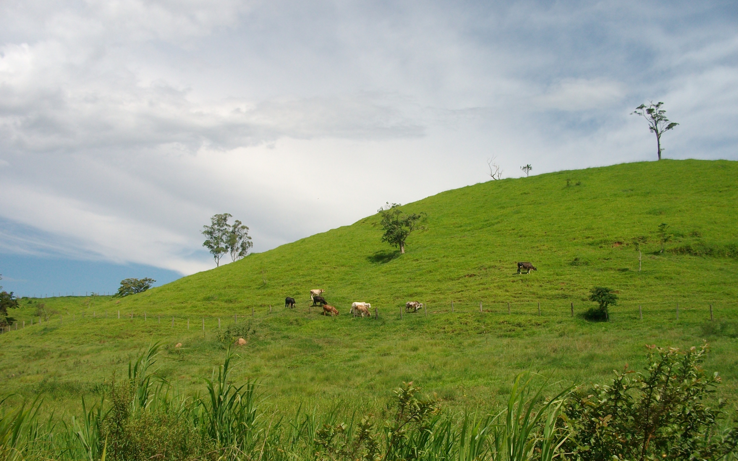 fields, landscape, cows