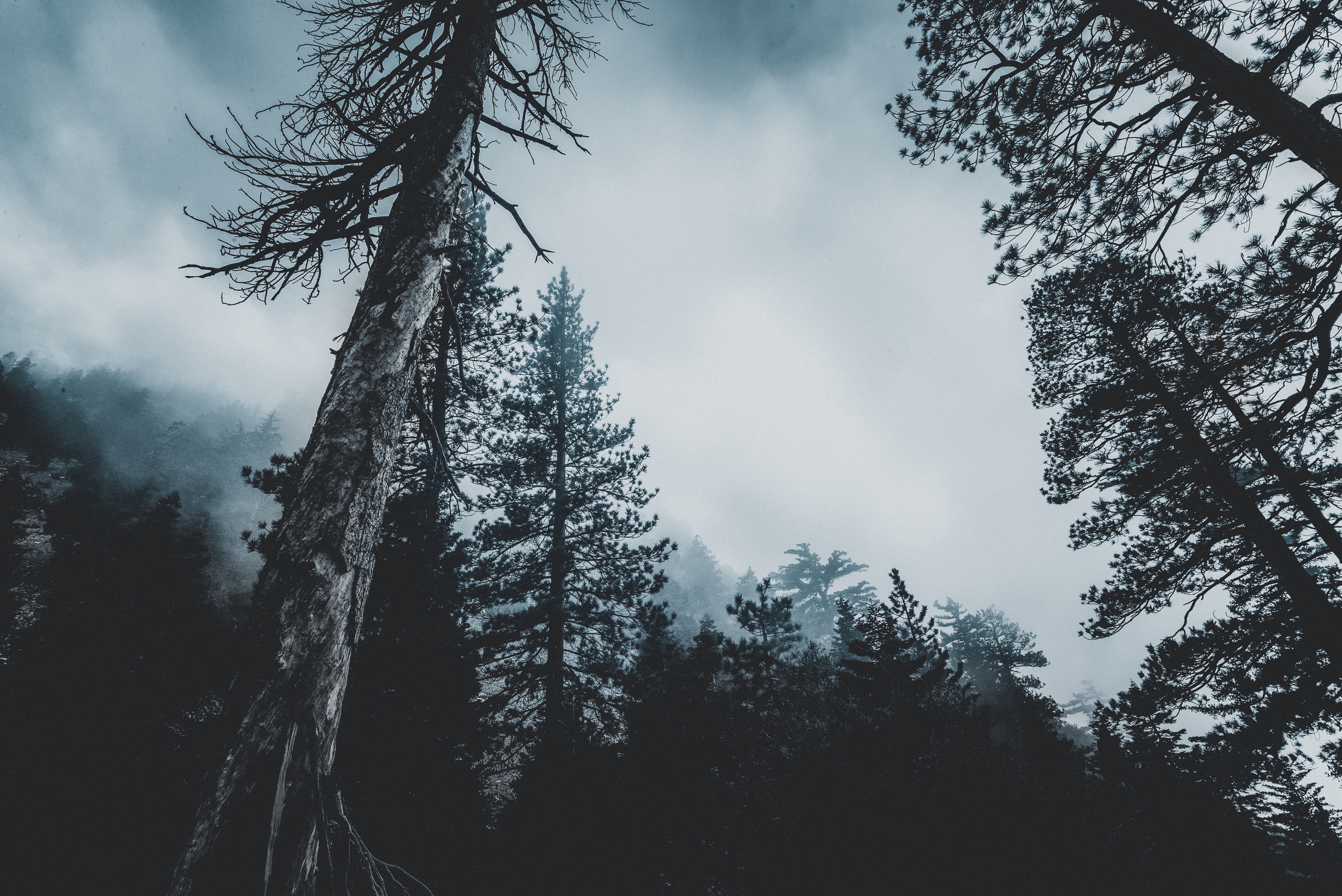 Скачать картинку Верхушки, Природа, Деревья, Туман, Лес в телефон бесплатно.
