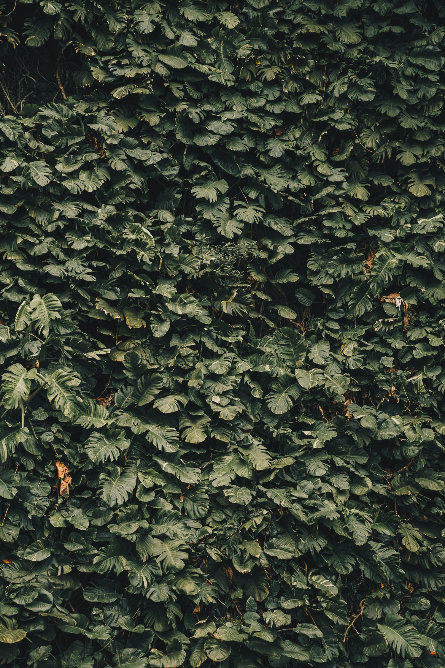 Handy-Wallpaper Natur, Blätter, Pflanzen kostenlos herunterladen.