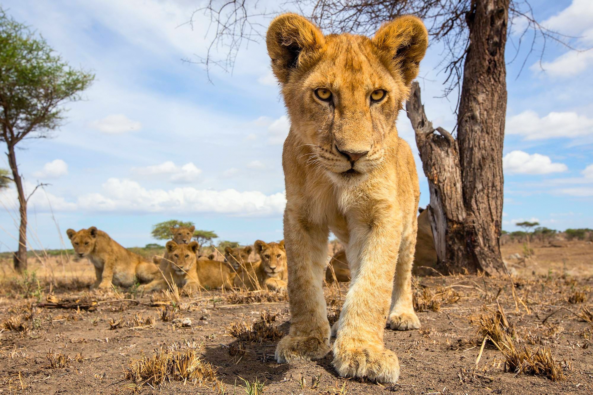 Téléchargez gratuitement l'image Animaux, Chats, Lion, Mignon, Lionceau, Bébé Animal sur le bureau de votre PC