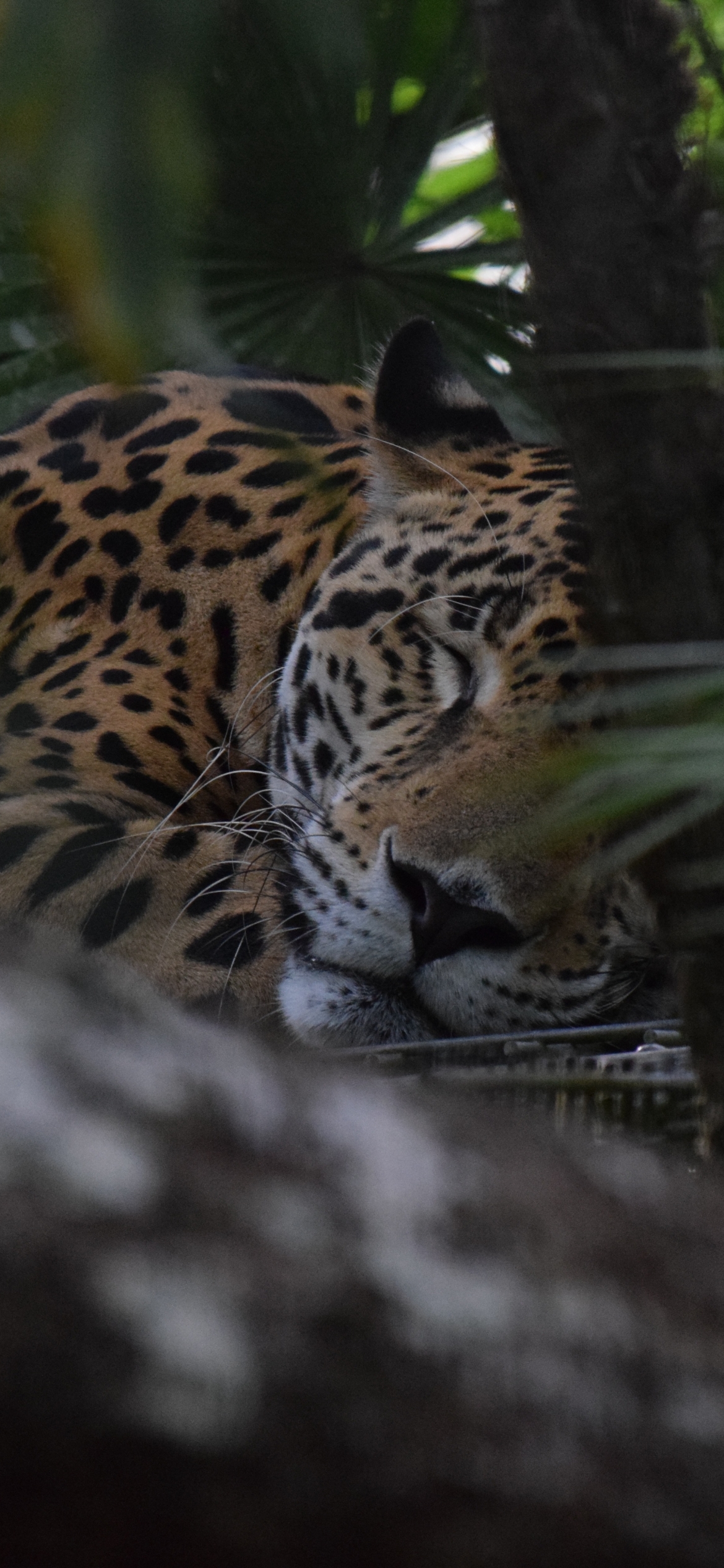 Descarga gratuita de fondo de pantalla para móvil de Animales, Gatos, Jaguar.